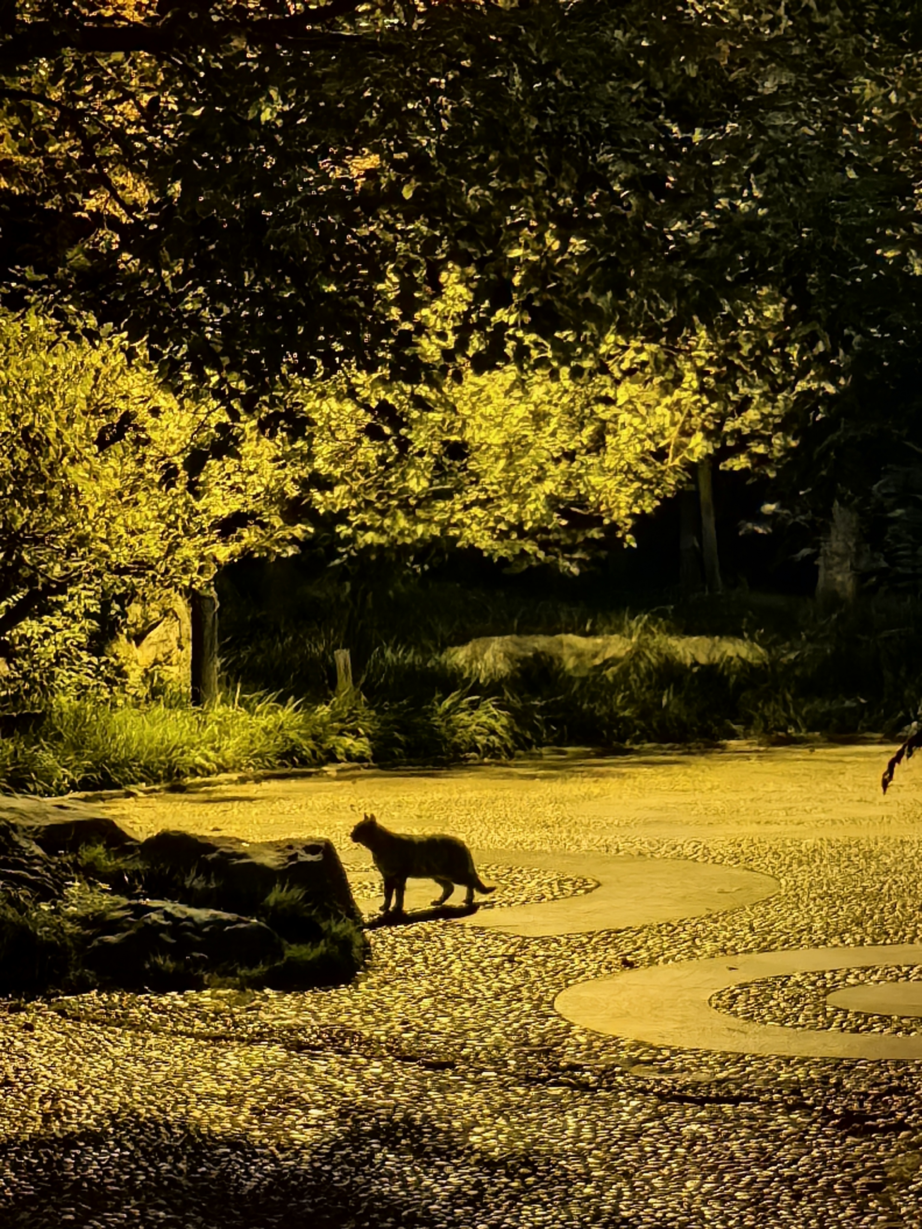 2023-10-11, 夜晚, 猫, 随手拍, 上海