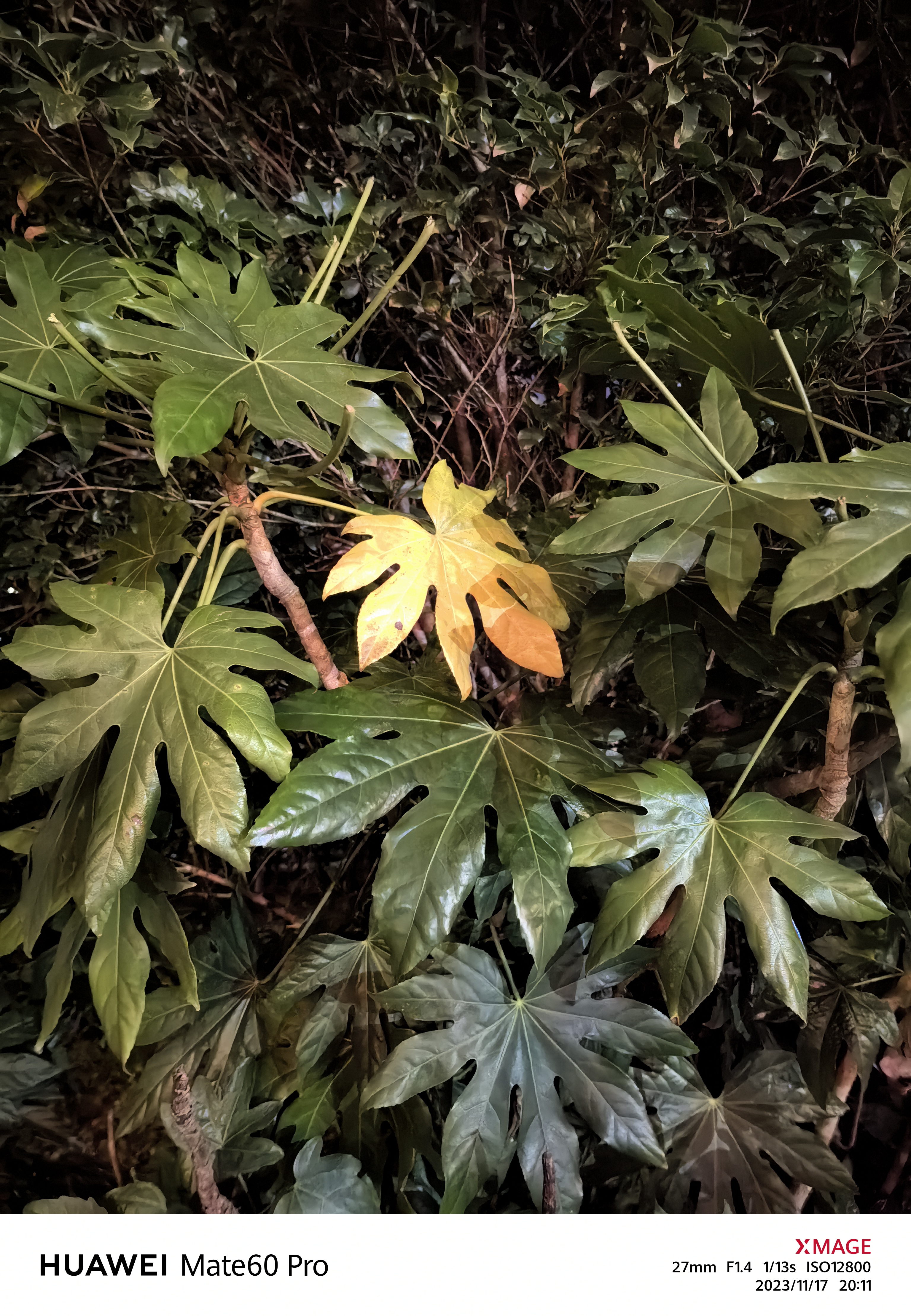 2023-11-06, 树叶, 秋天, 随手拍, 上海