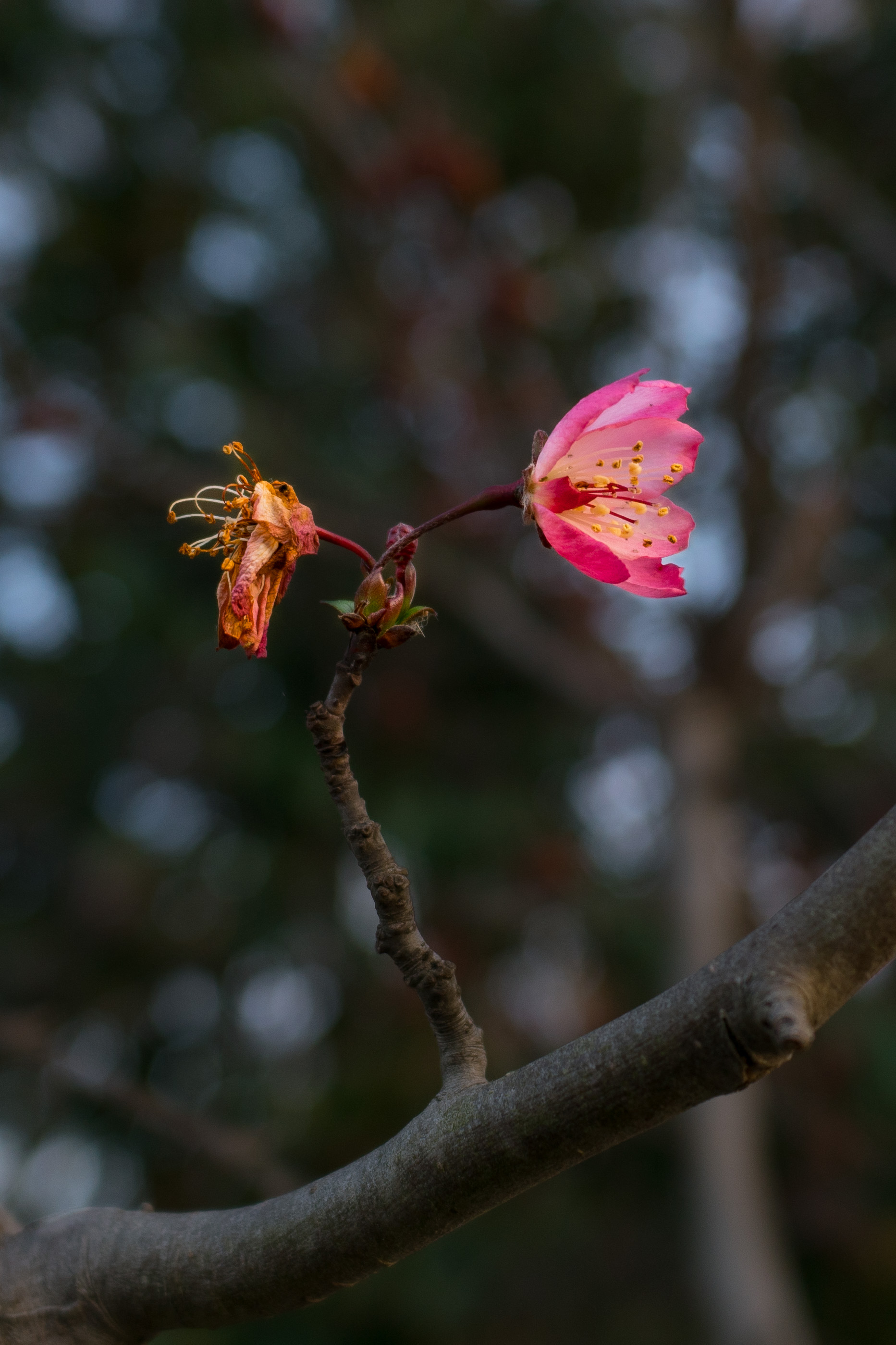 2024-02-16, 花, 生机, 死亡, 上海