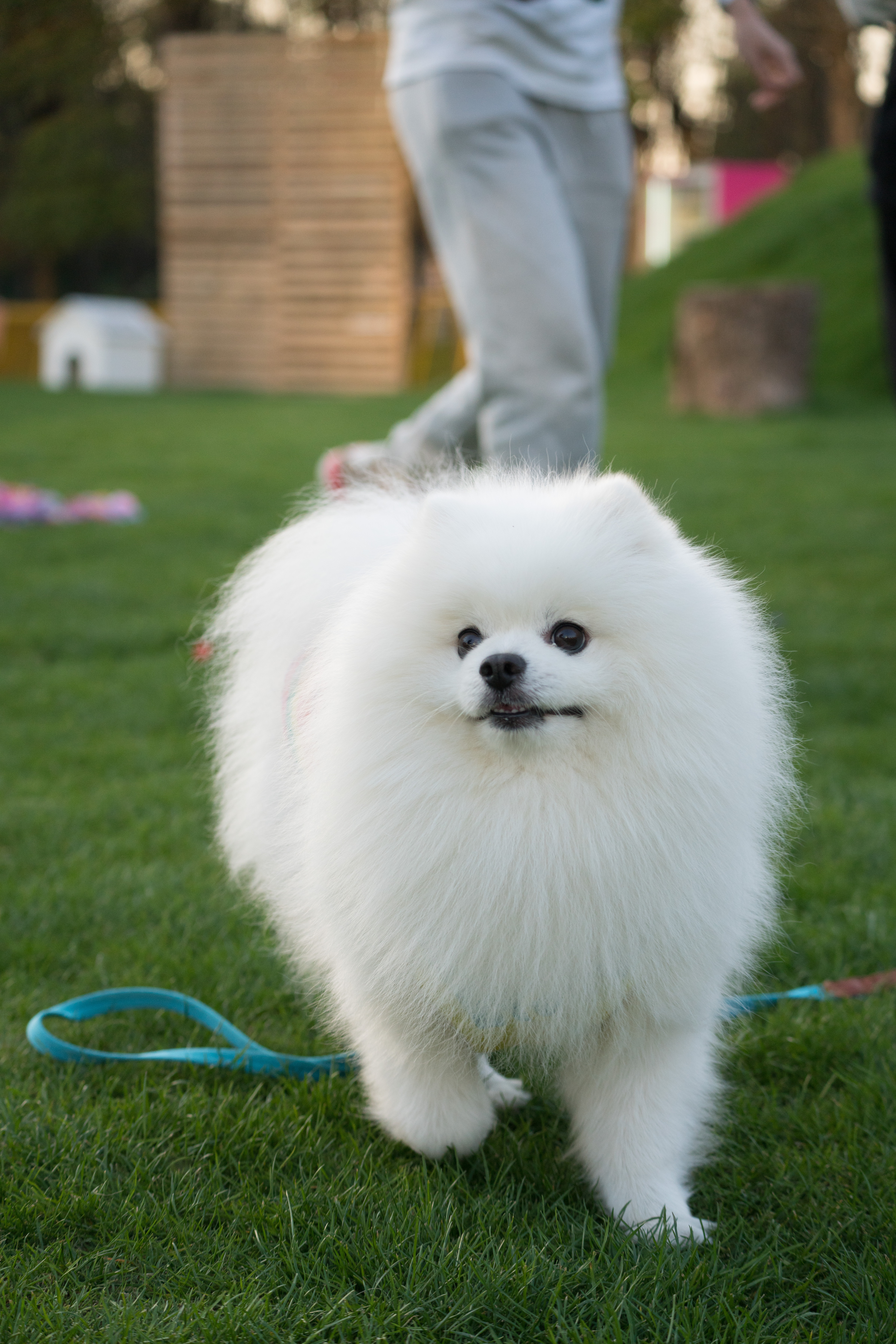 2024-03-30, 博美, 狗, 上海, 白