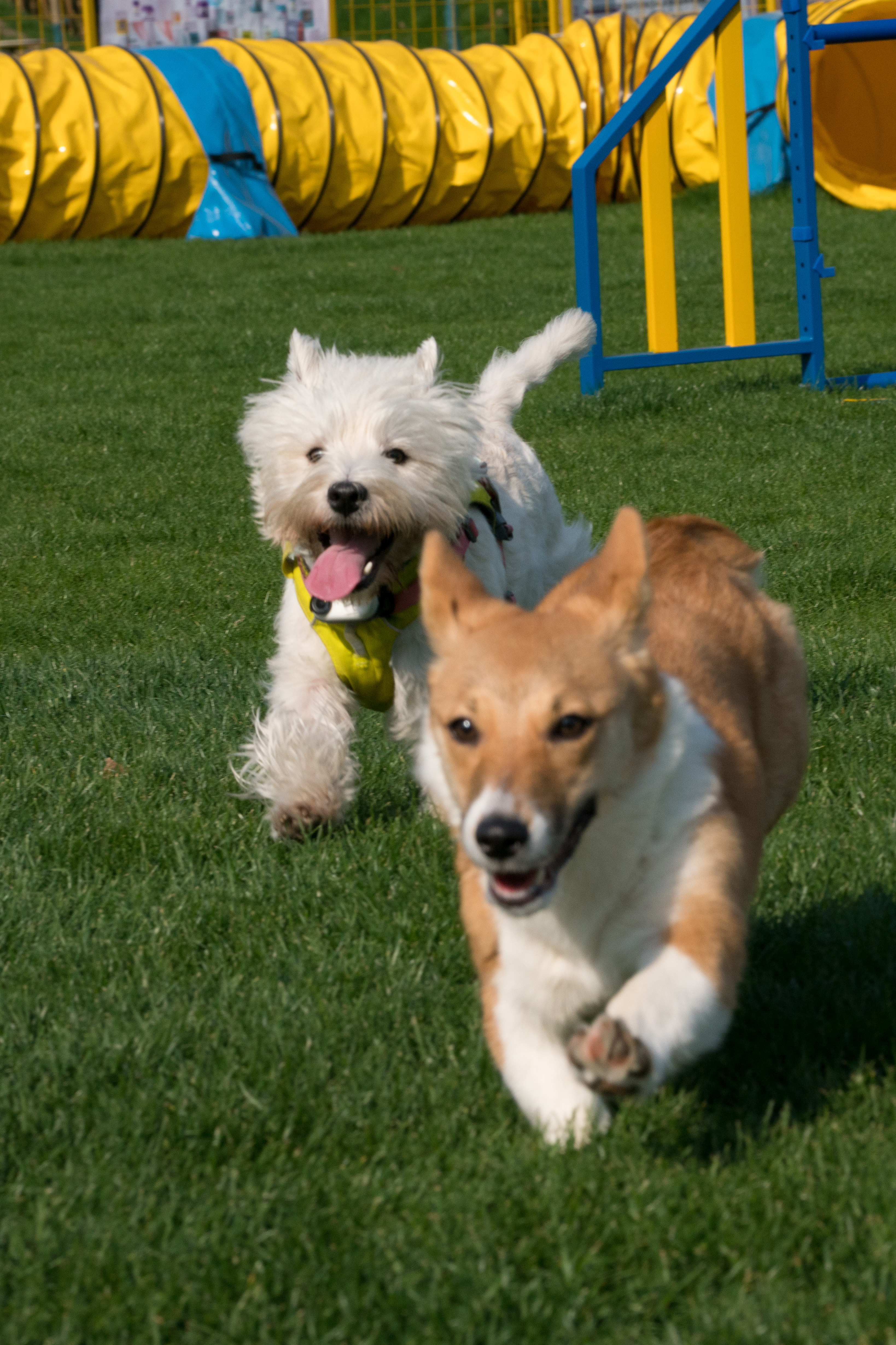 2024-03-30, 狗, 上海, 白, 黄, 柯基, 茅台, 西高地, 奔跑