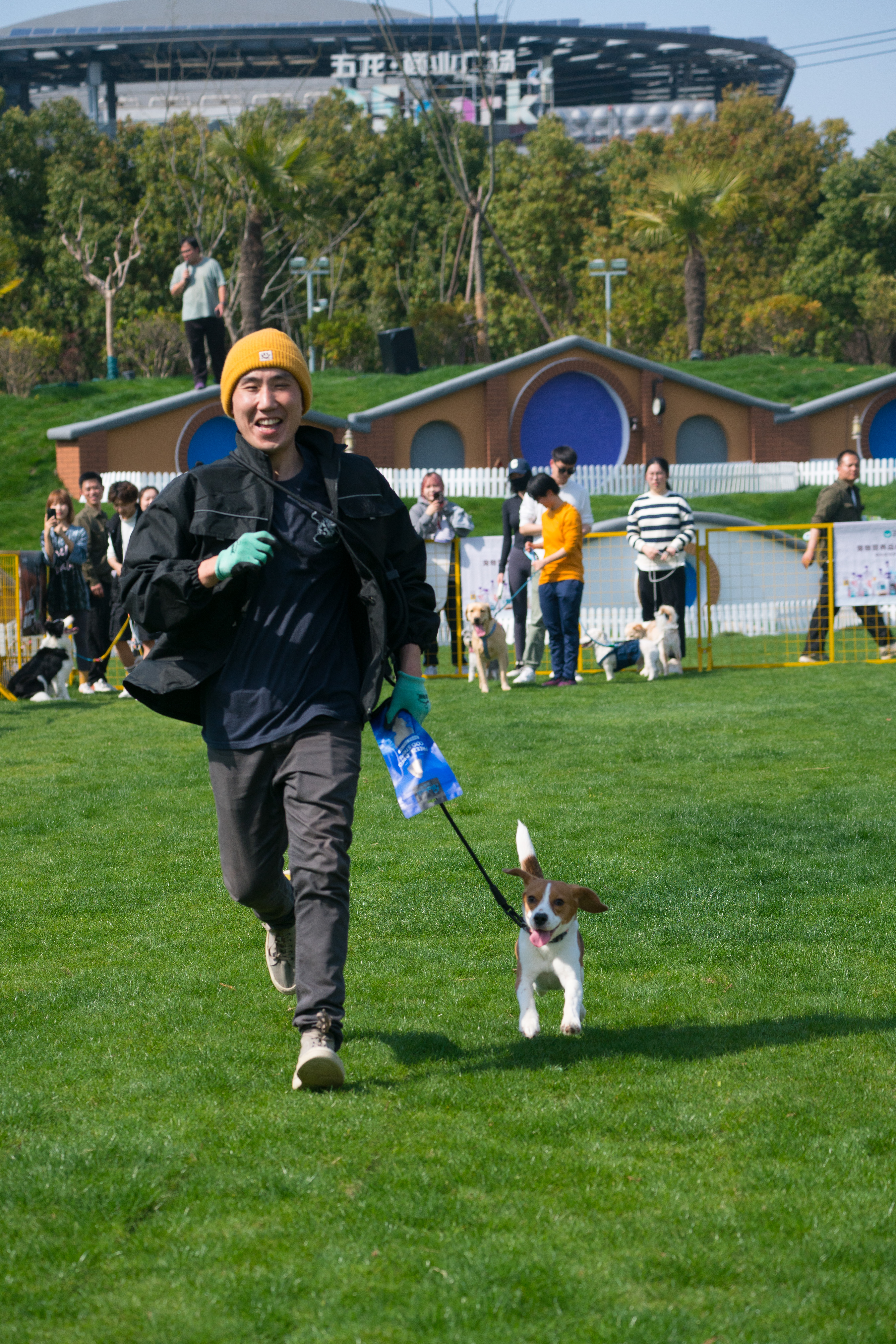 2024-03-30, 狗, 上海, 白, 黄, 比格, 奔跑, 笑