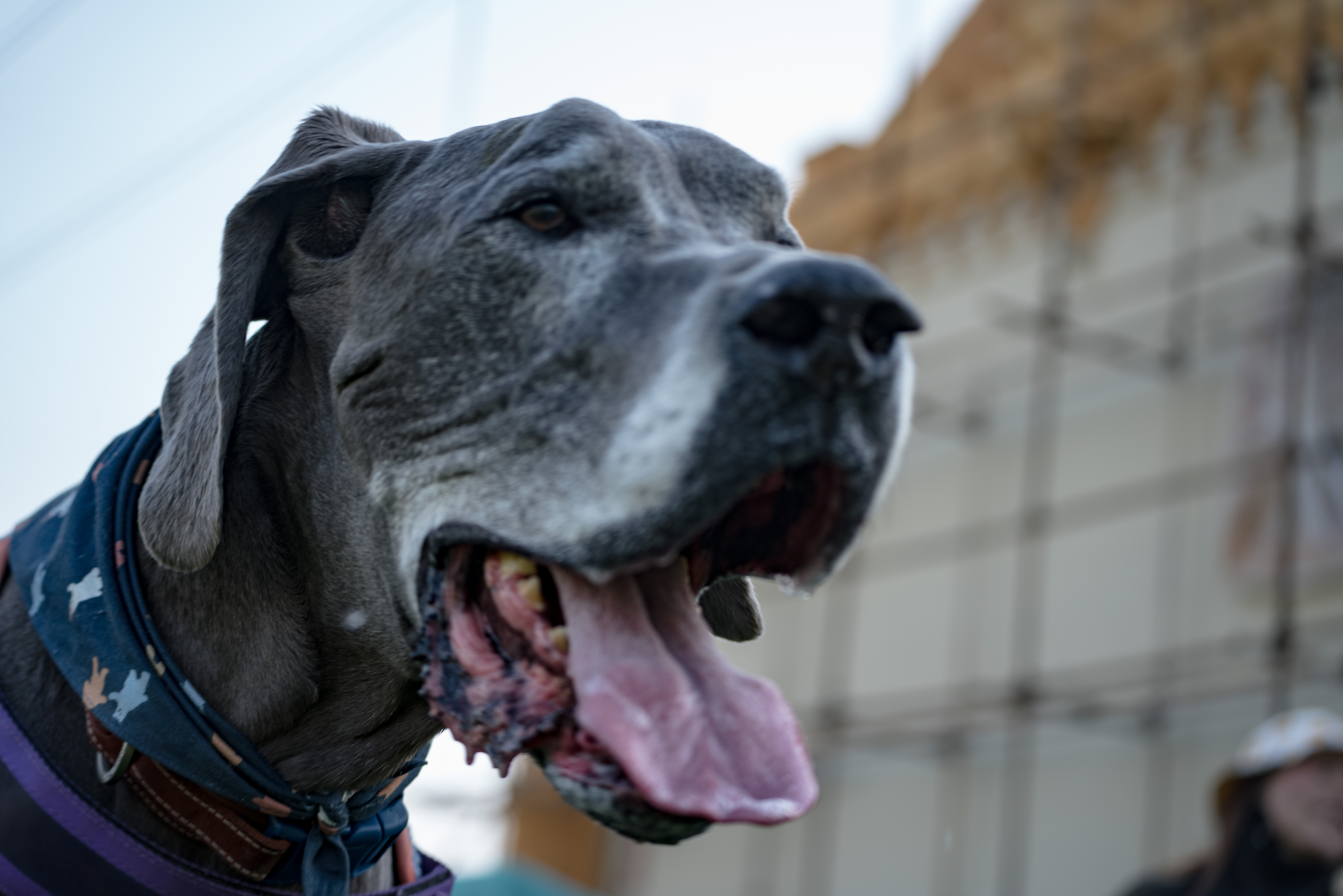 2024-03-30, 狗, 上海, 黑, 威马