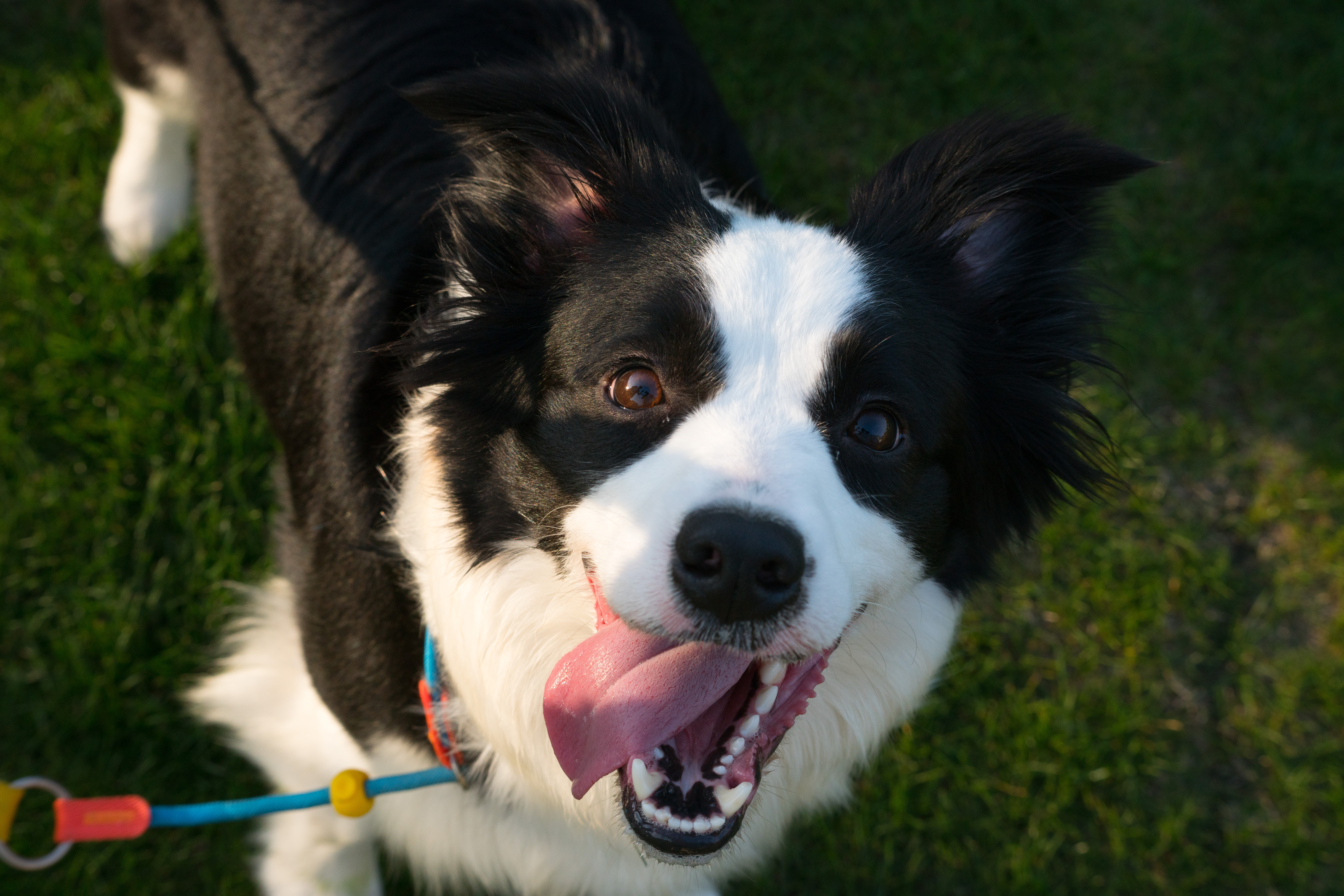 2024-03-30, 狗, 上海, 白, 黑, 边牧, 一白