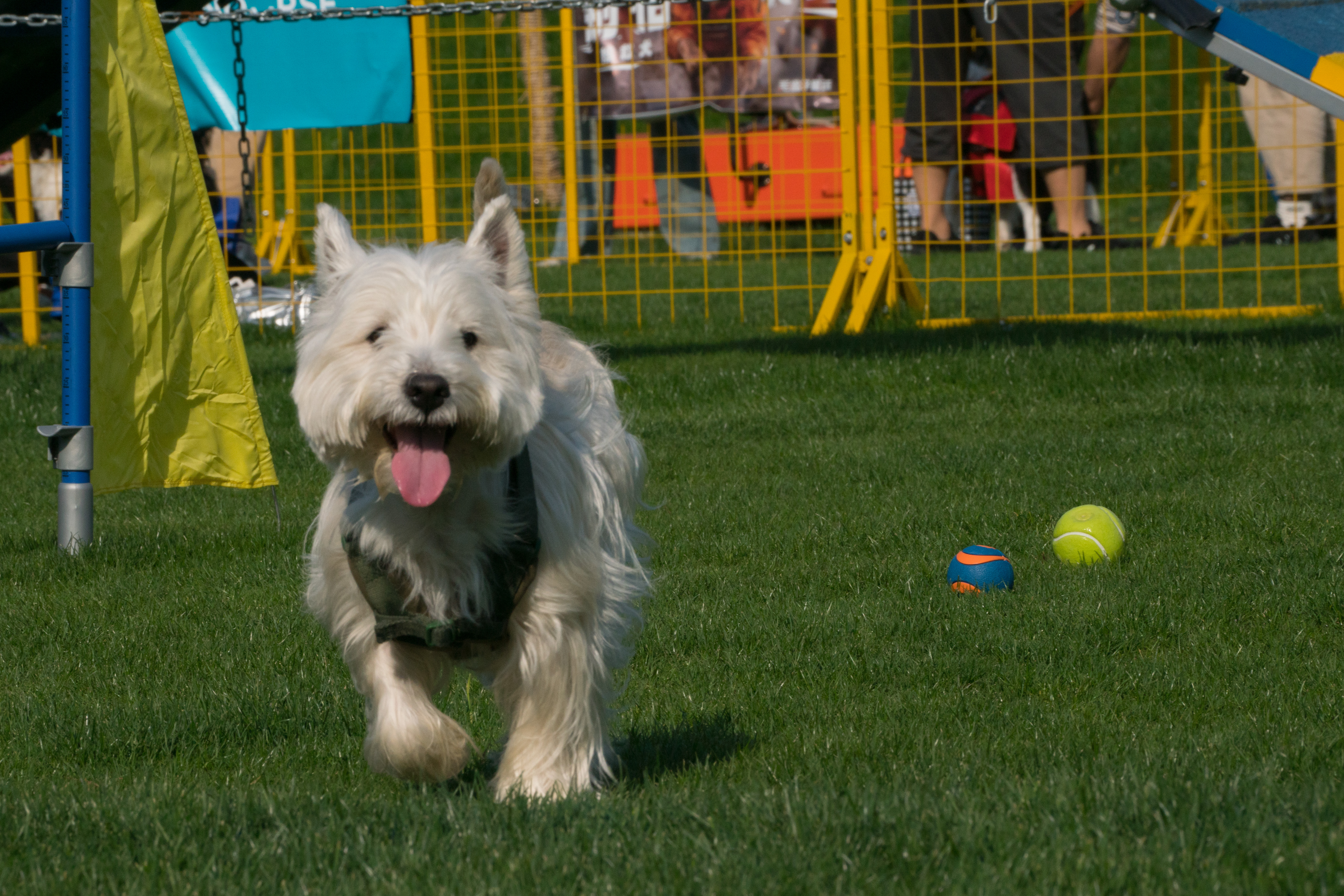 2024-03-30, 狗, 上海, 白, 西高地, 茅台, 奔跑