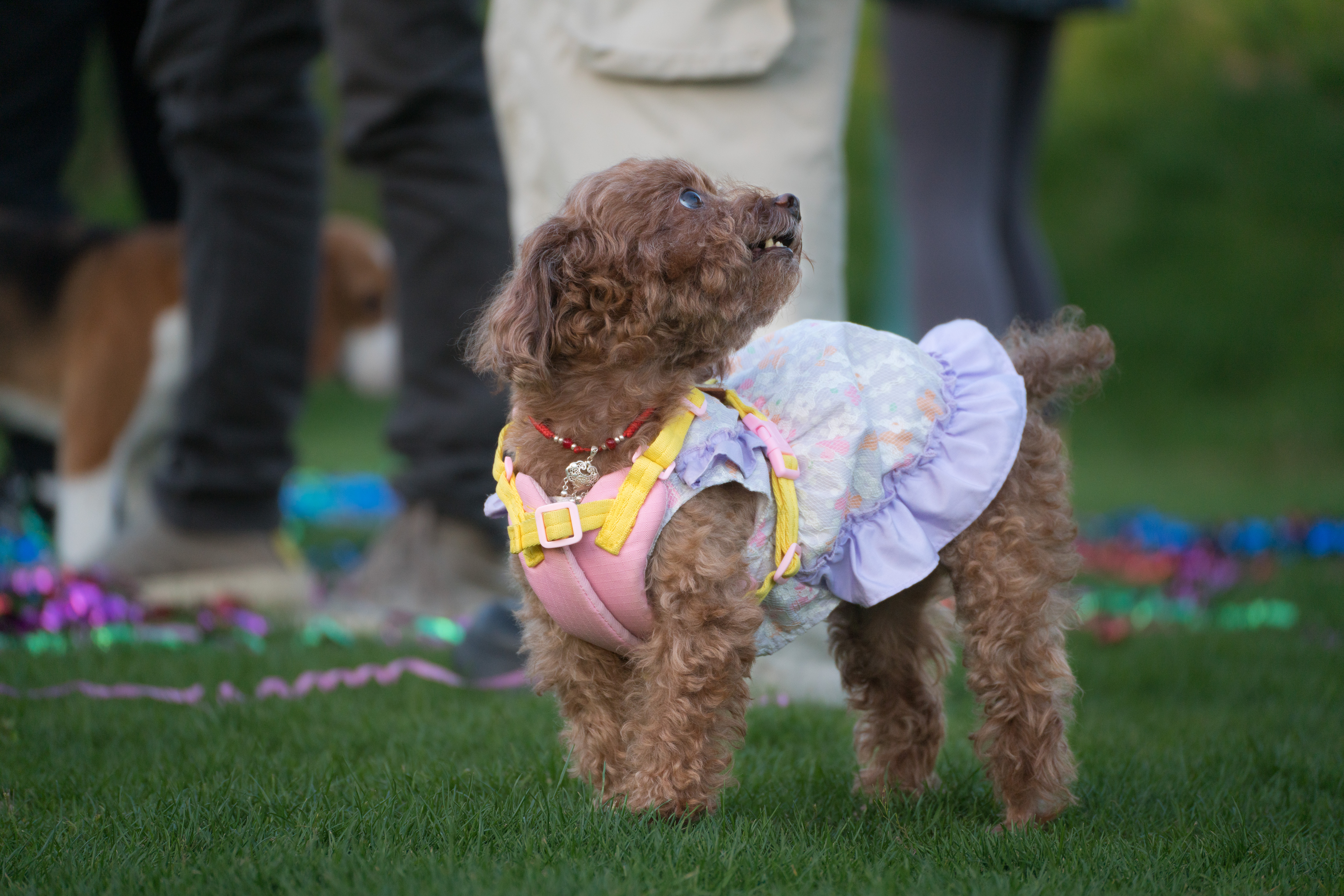 2024-03-30, 狗, 上海, 棕, 凝视, 泰迪