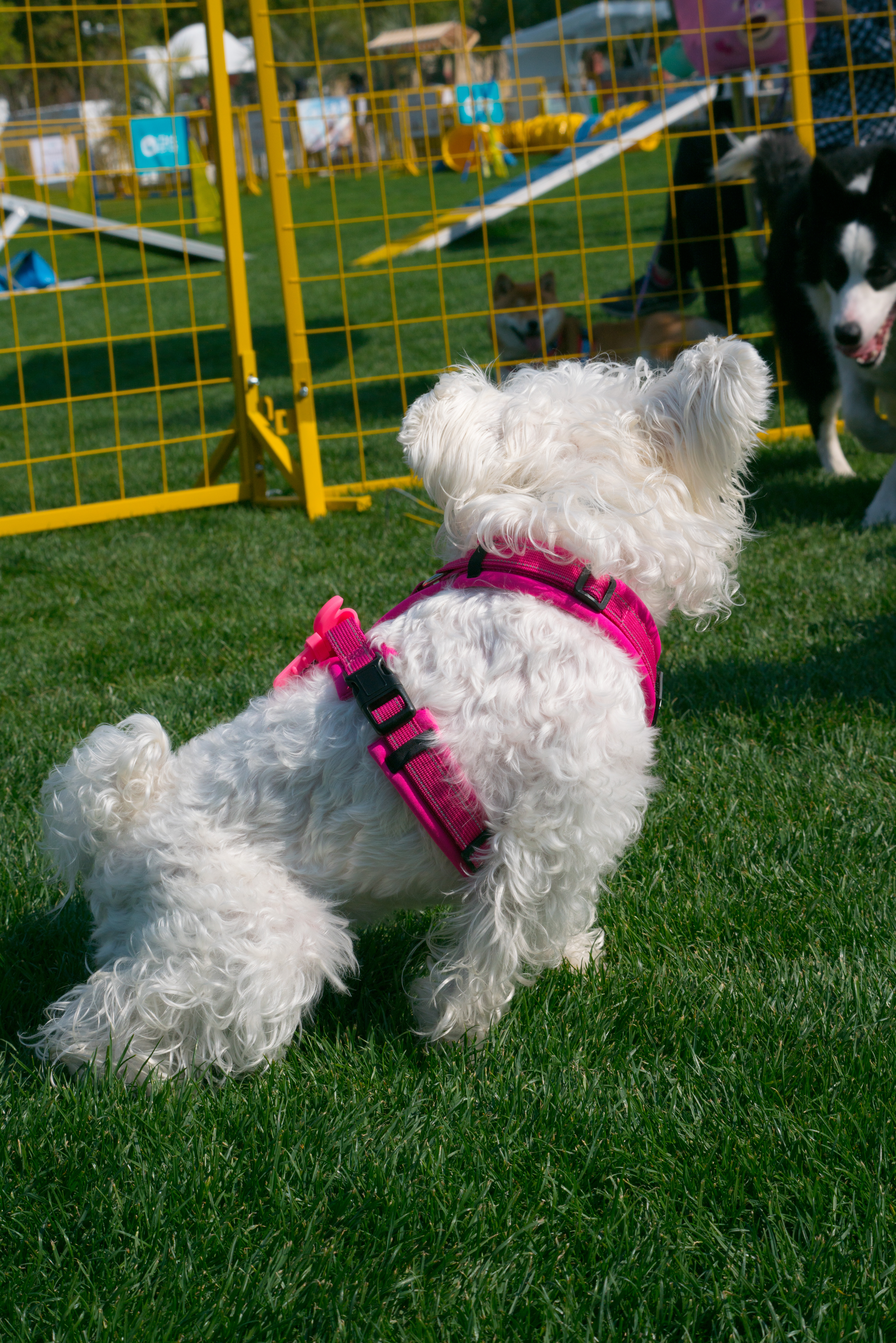 2024-03-30, 狗, 上海, 白, 对视