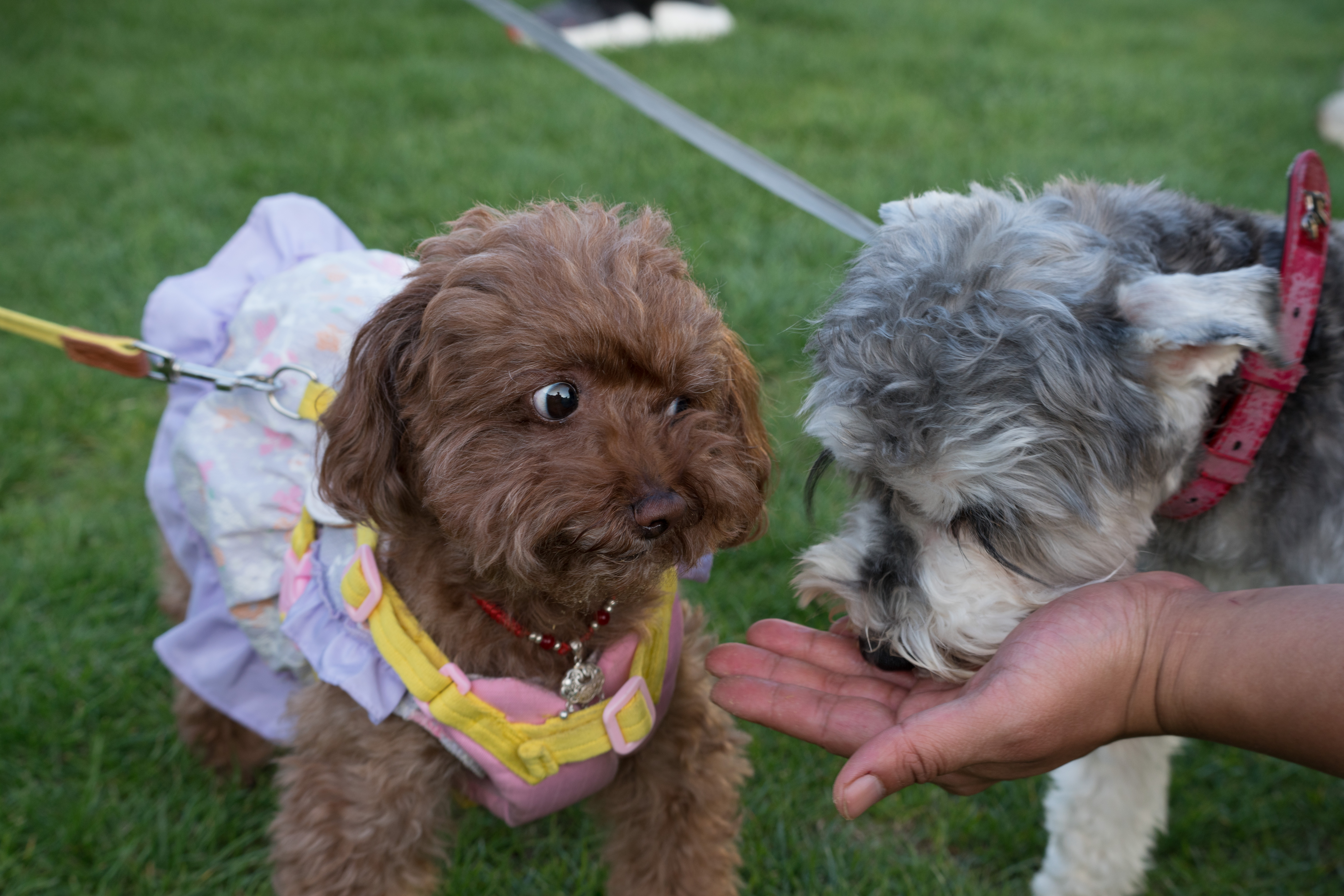 2024-03-30, 狗, 上海, 棕, 灰, 泰迪, 进食, 凝视