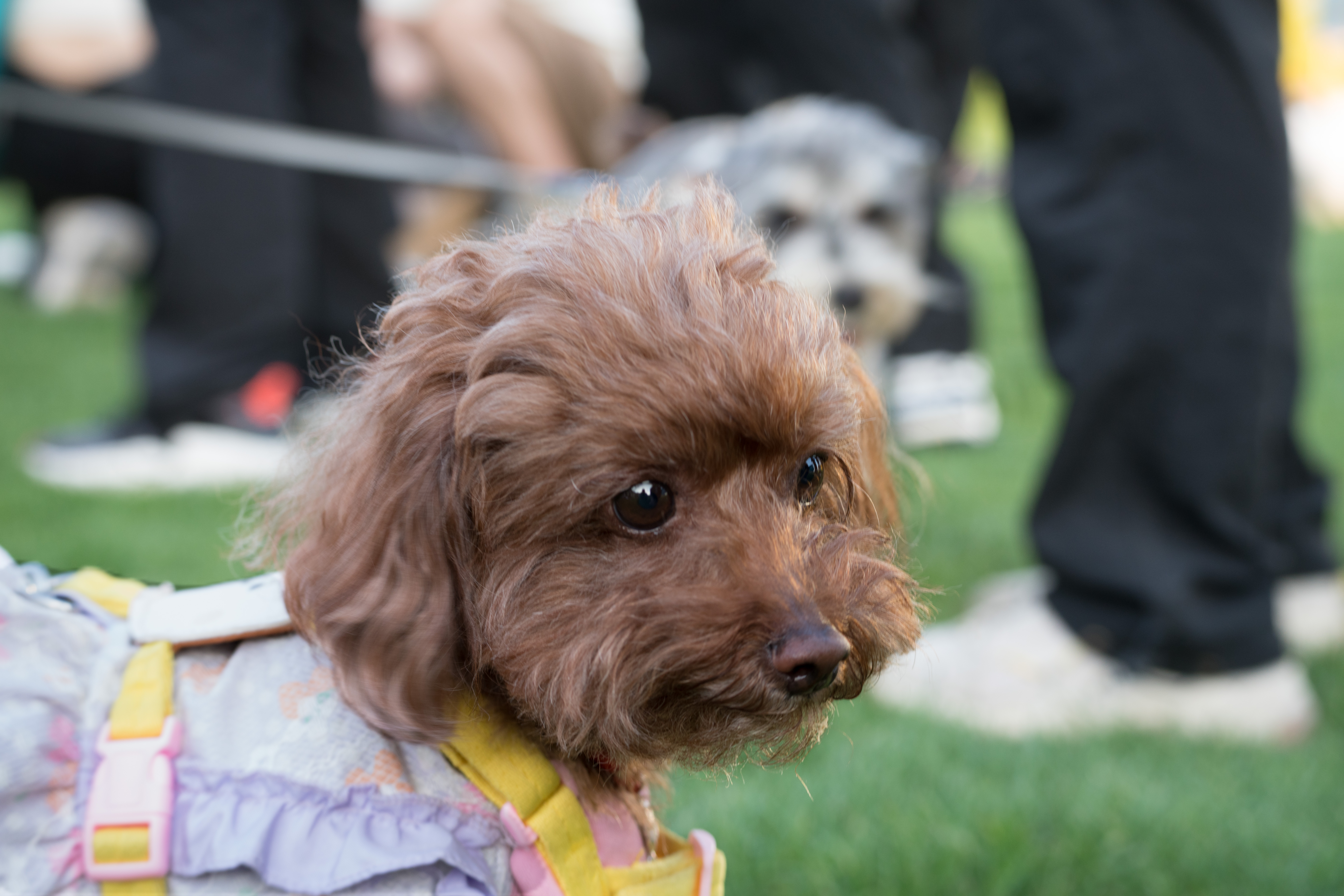 2024-03-30, 狗, 上海, 棕, 泰迪