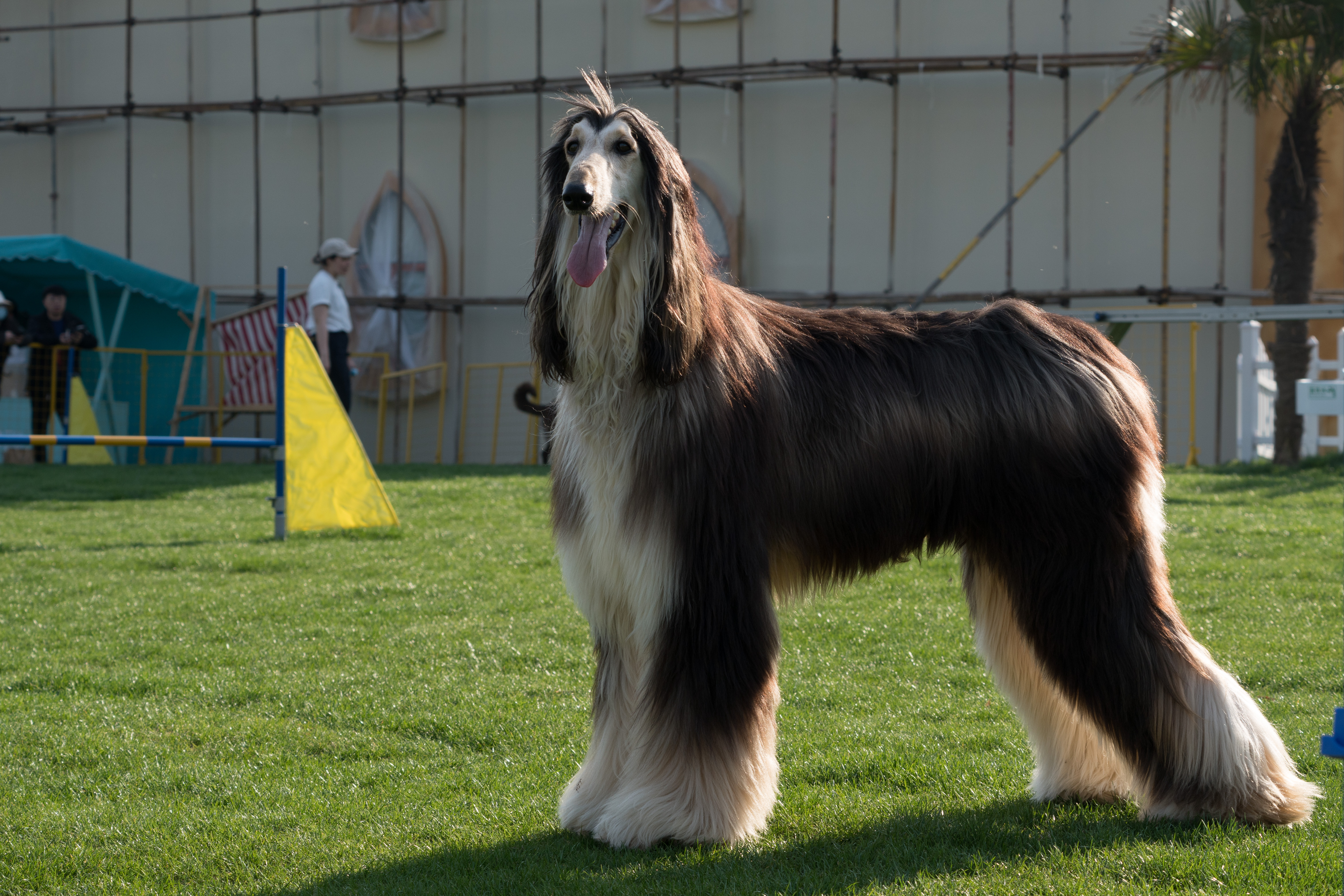 2024-03-30, 阿富汗犬, 努比, 狗, 上海, 棕黑, 长毛犬