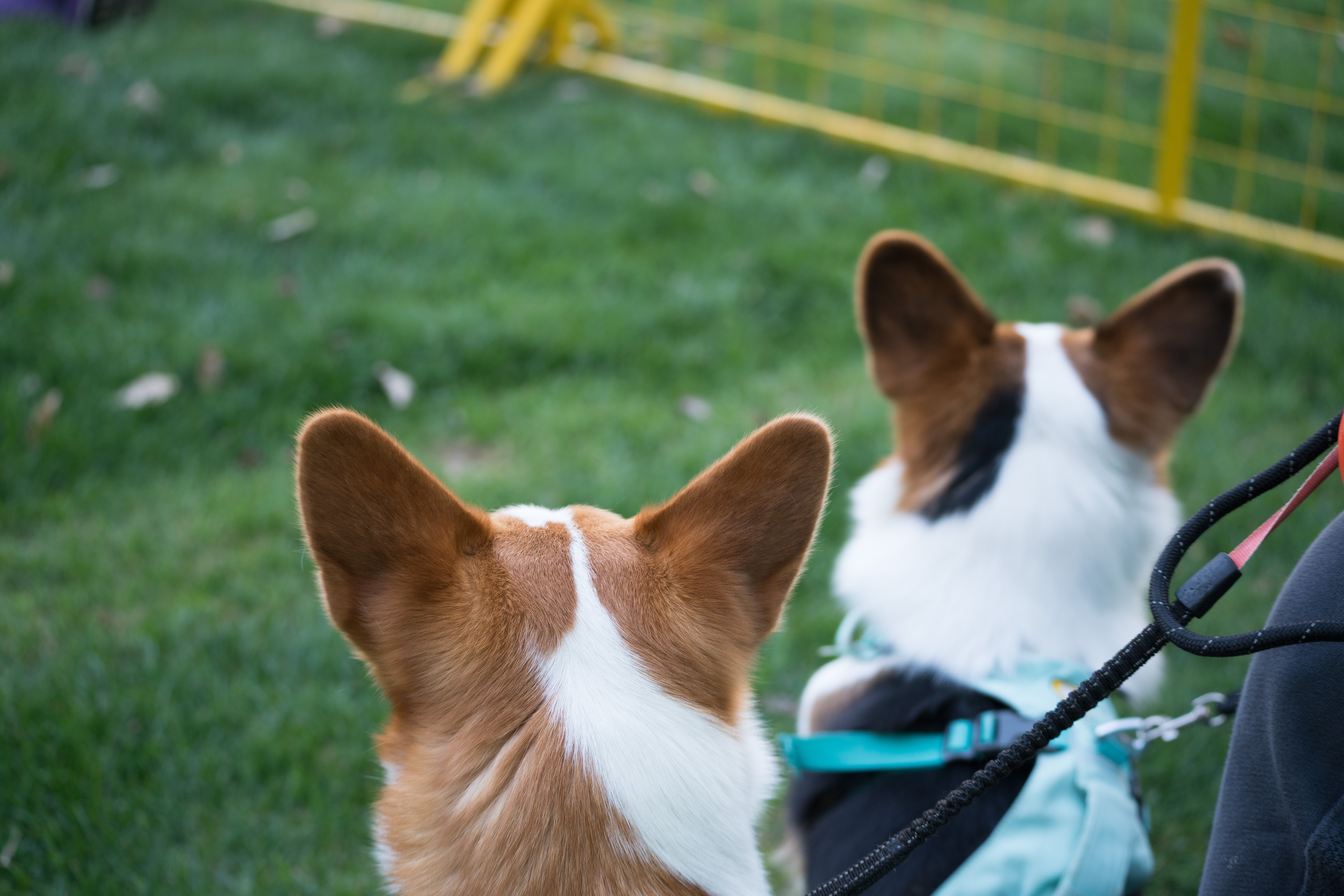2024-03-30, 狗, 上海, 白, 黄, 柯基, 凝视