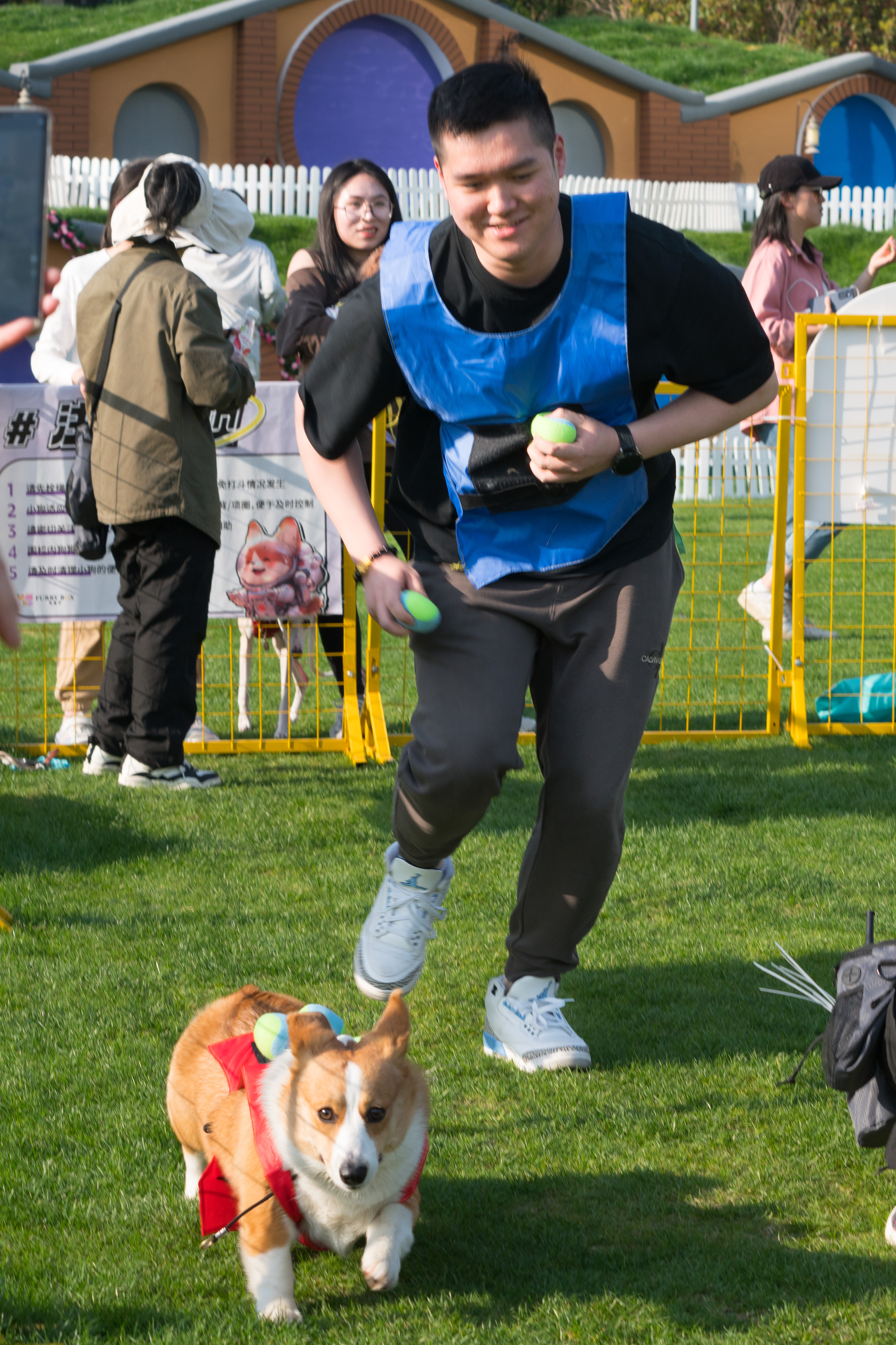 2024-03-30, 狗, 上海, 白, 黄, 柯基, 奔跑