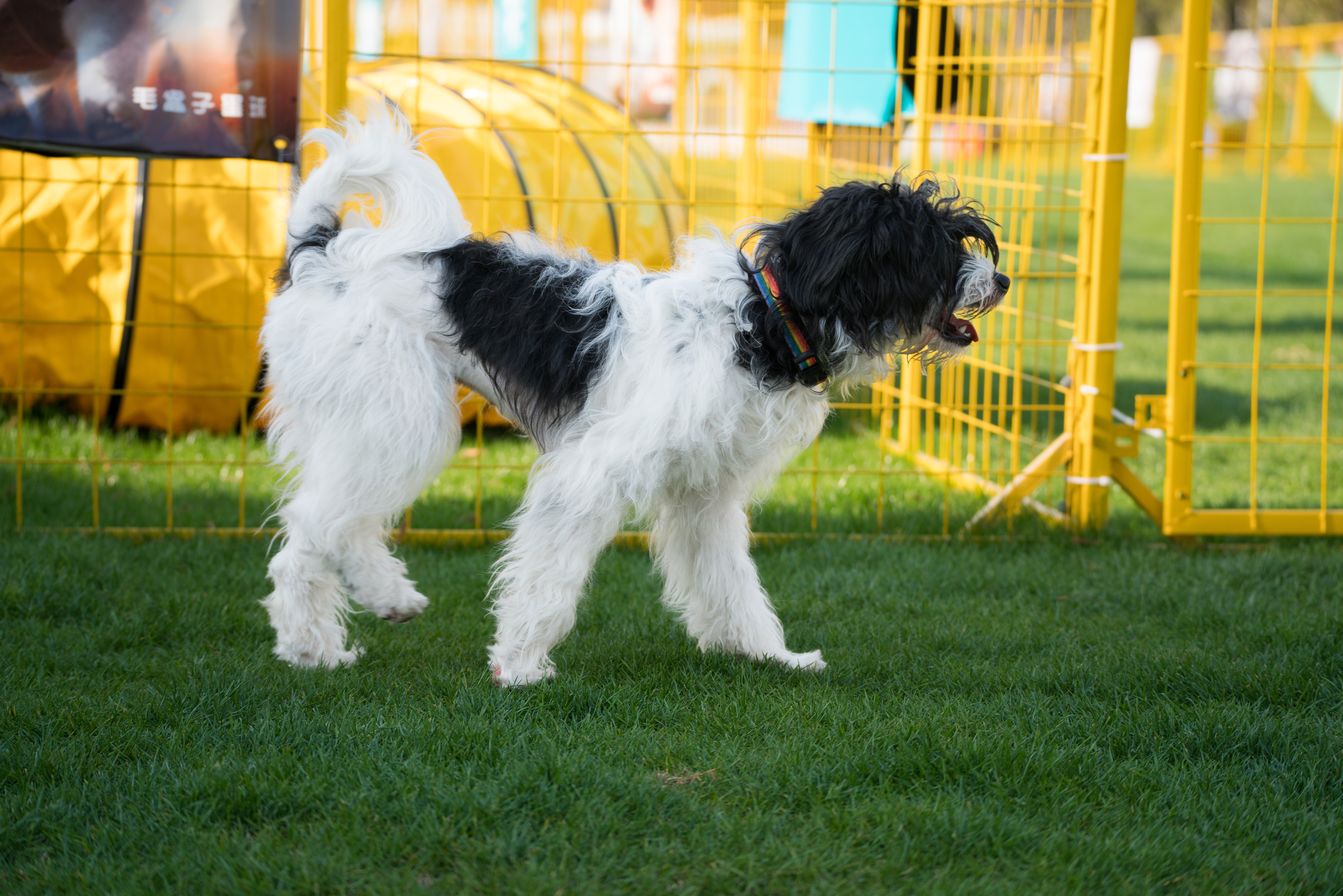 2024-03-30, 狗, 上海, 白, 黑, 长毛犬