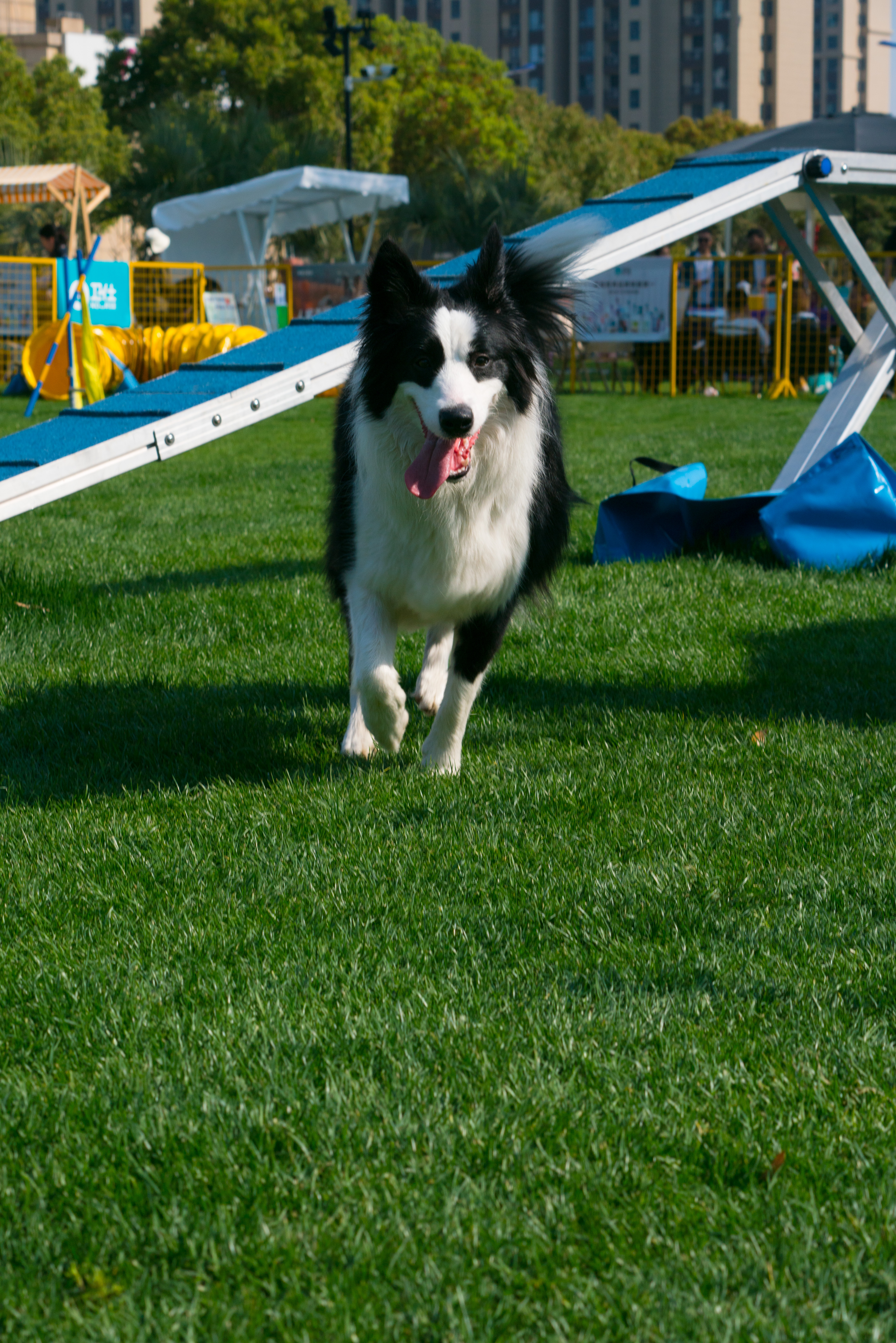 2024-03-30, 狗, 上海, 白, 黑, 边牧