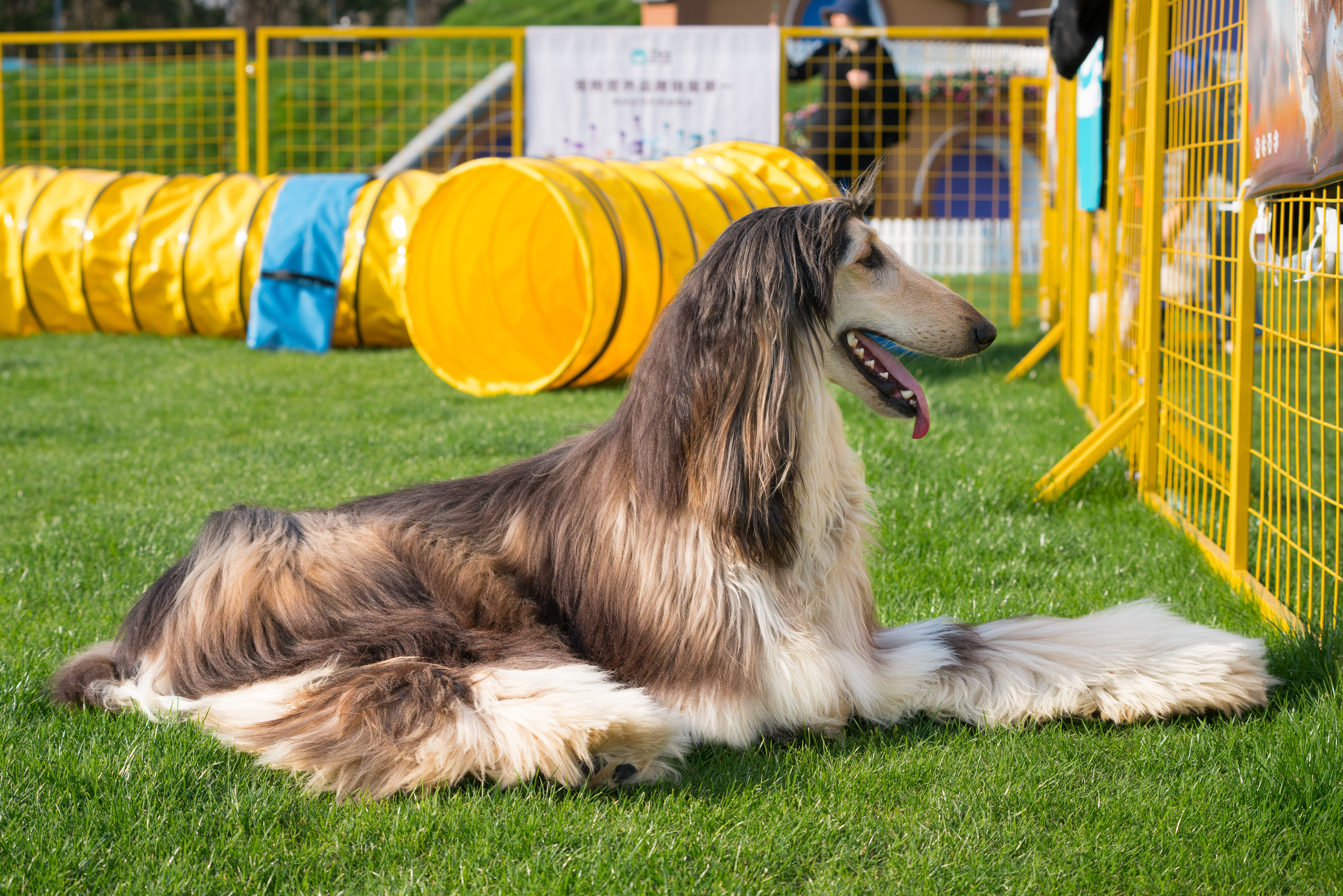 2024-03-30, 阿富汗犬, 努比, 狗, 上海, 棕黑, 长毛犬