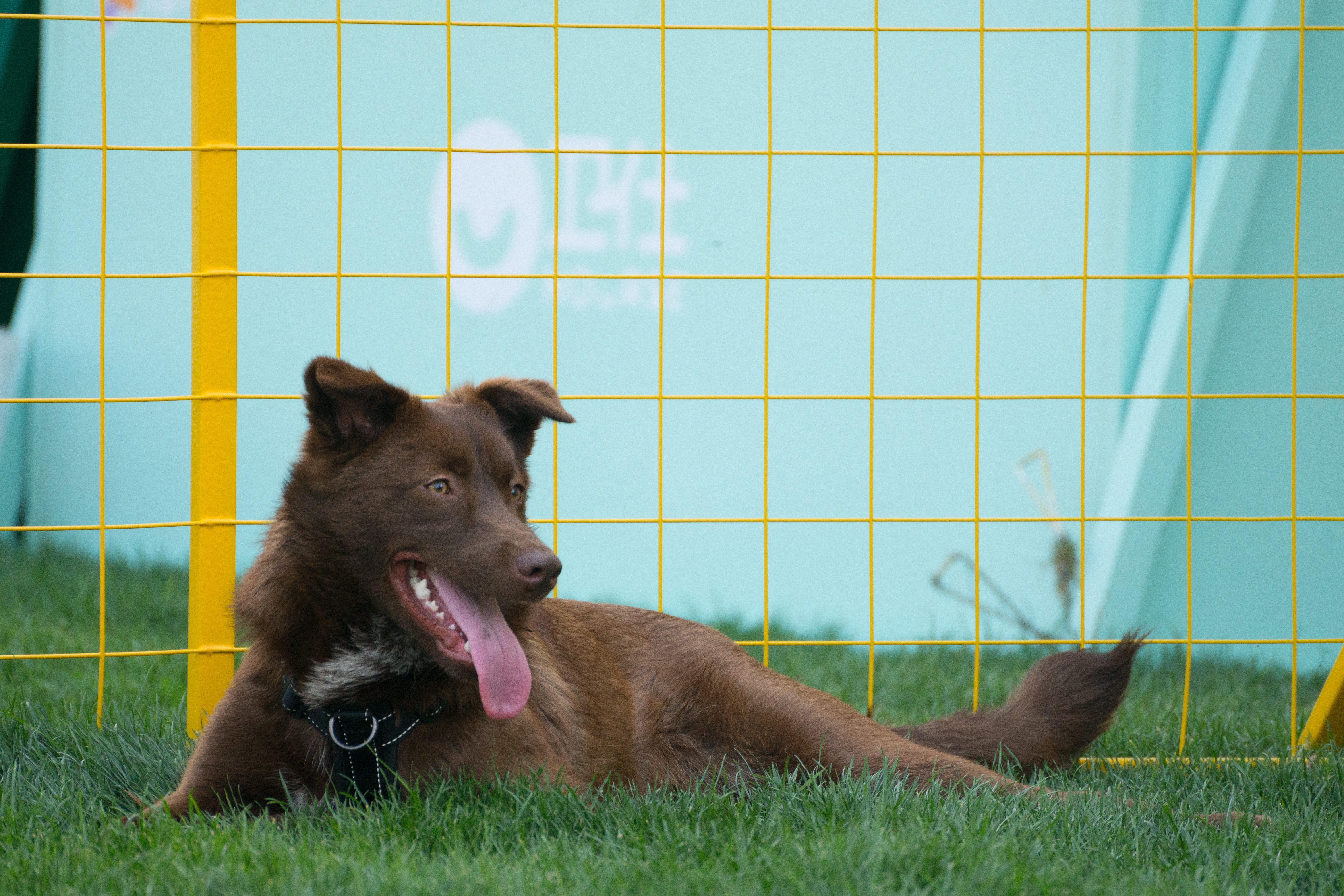 2024-03-30, 狗, 上海, 棕, 躺