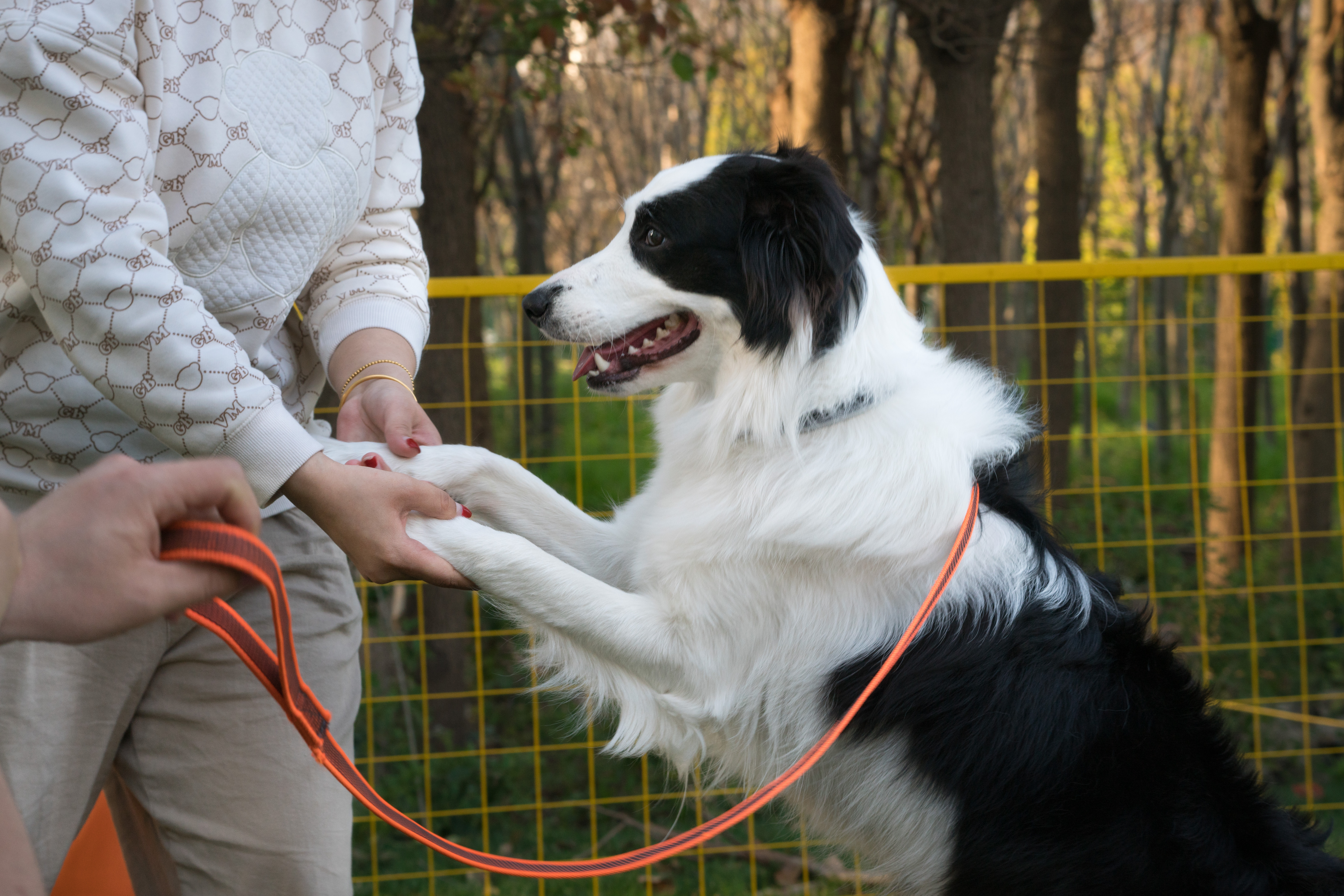 2024-03-30, 狗, 上海, 白, 黑, 边牧, 七七, 跳舞, 互动