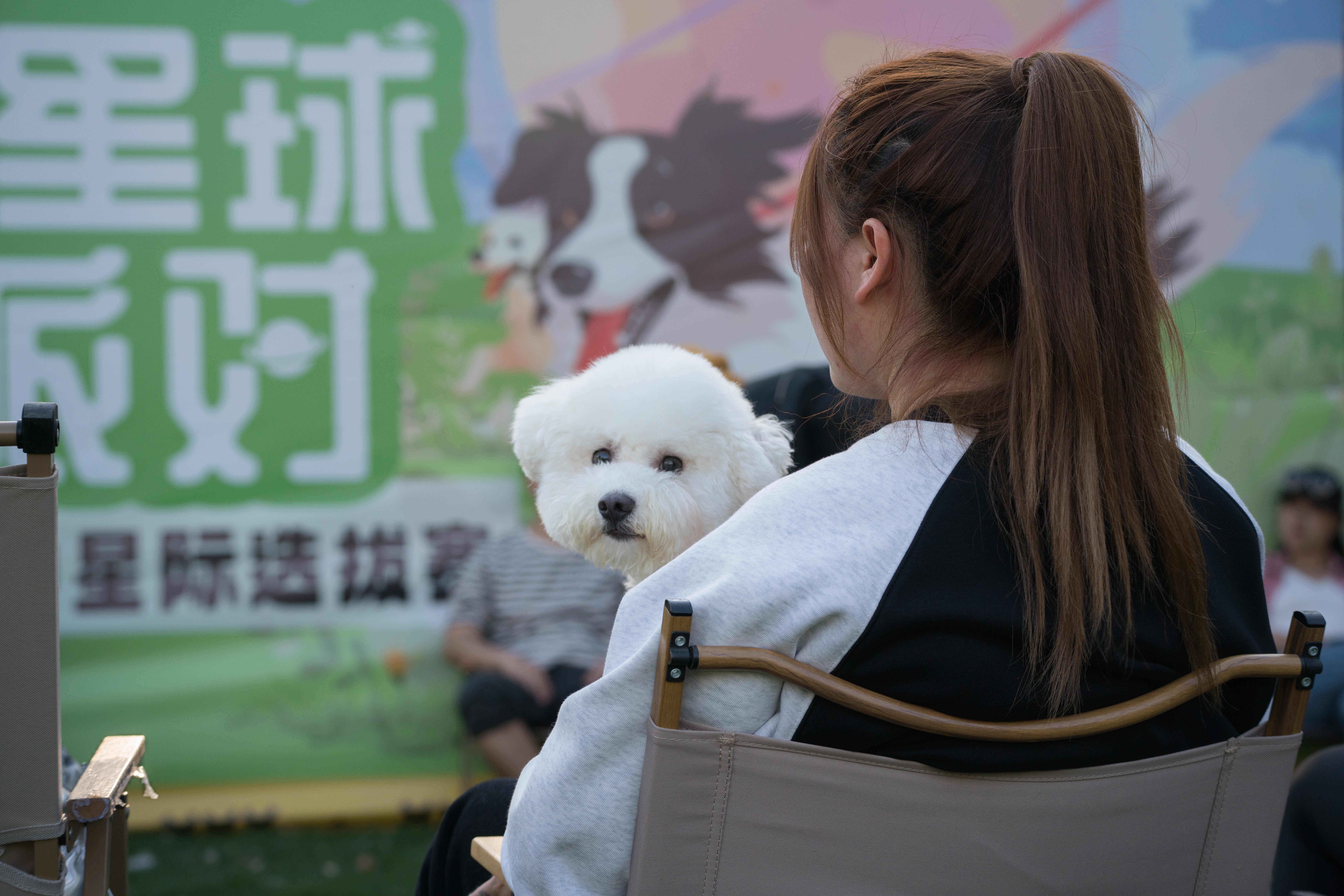 2024-03-30, 狗, 上海, 白, 泰迪, 凝视