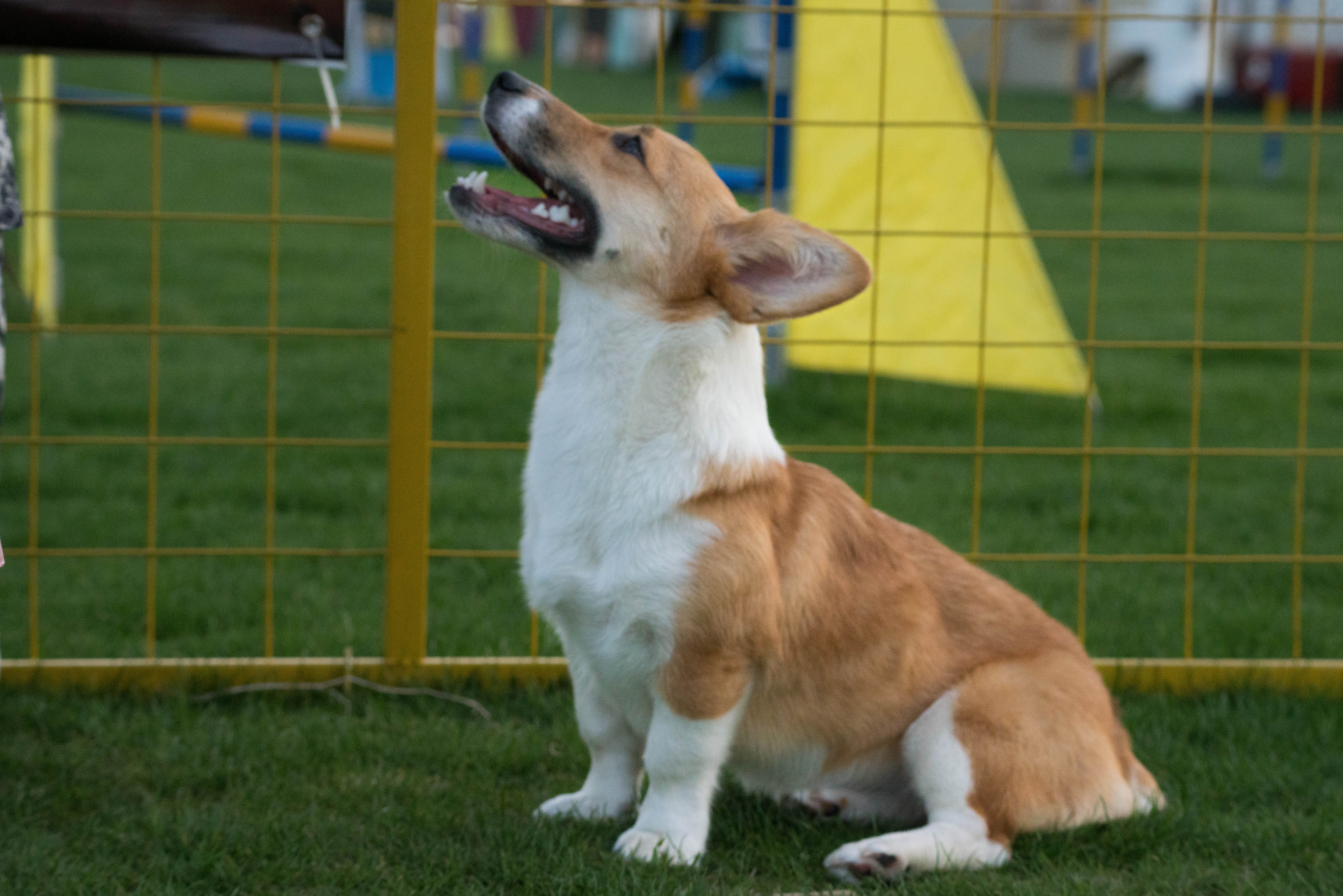 2024-03-30, 狗, 上海, 白, 黄, 柯基, 对视
