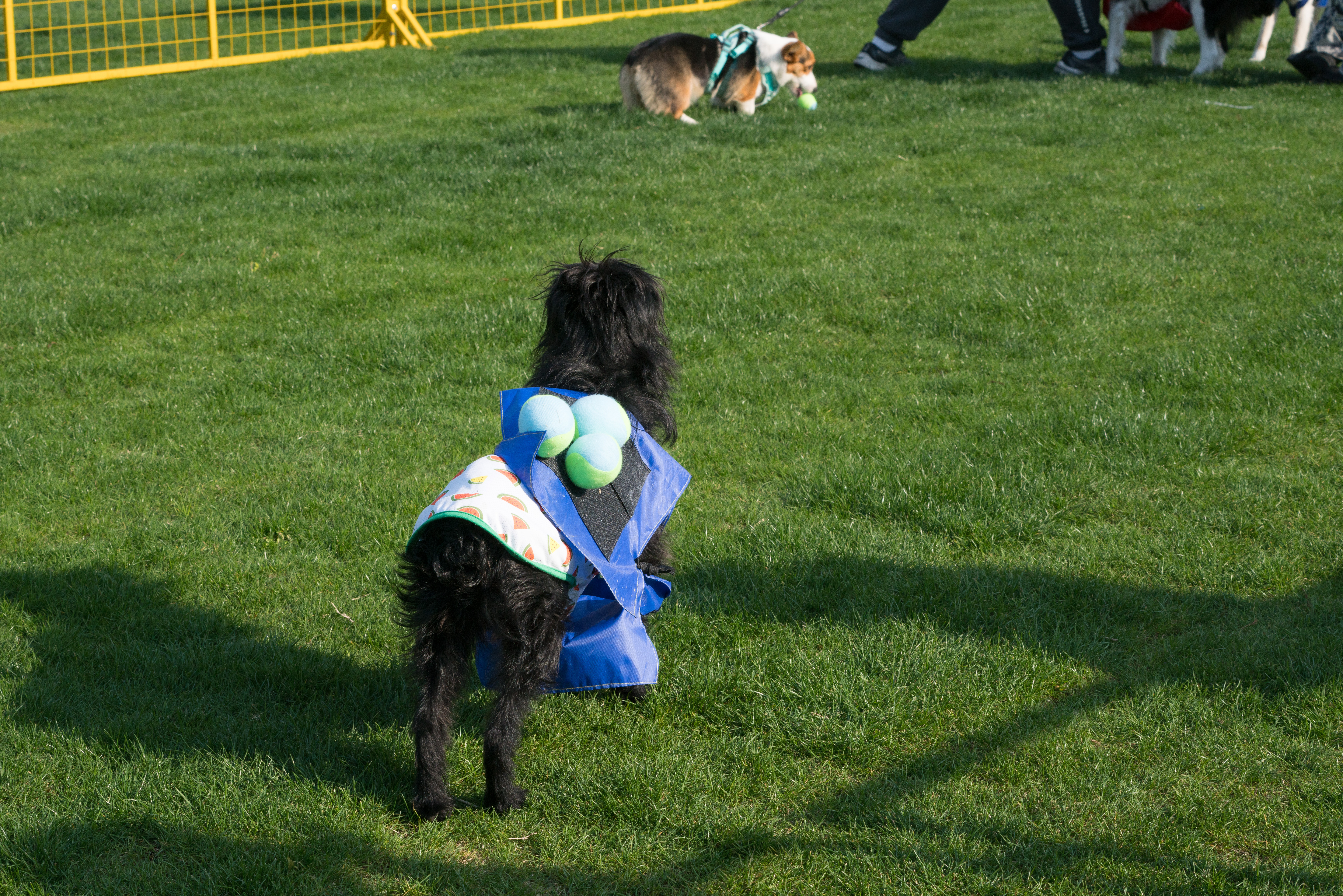 2024-03-30, 狗, 上海, 黑, 长毛犬, 凝视