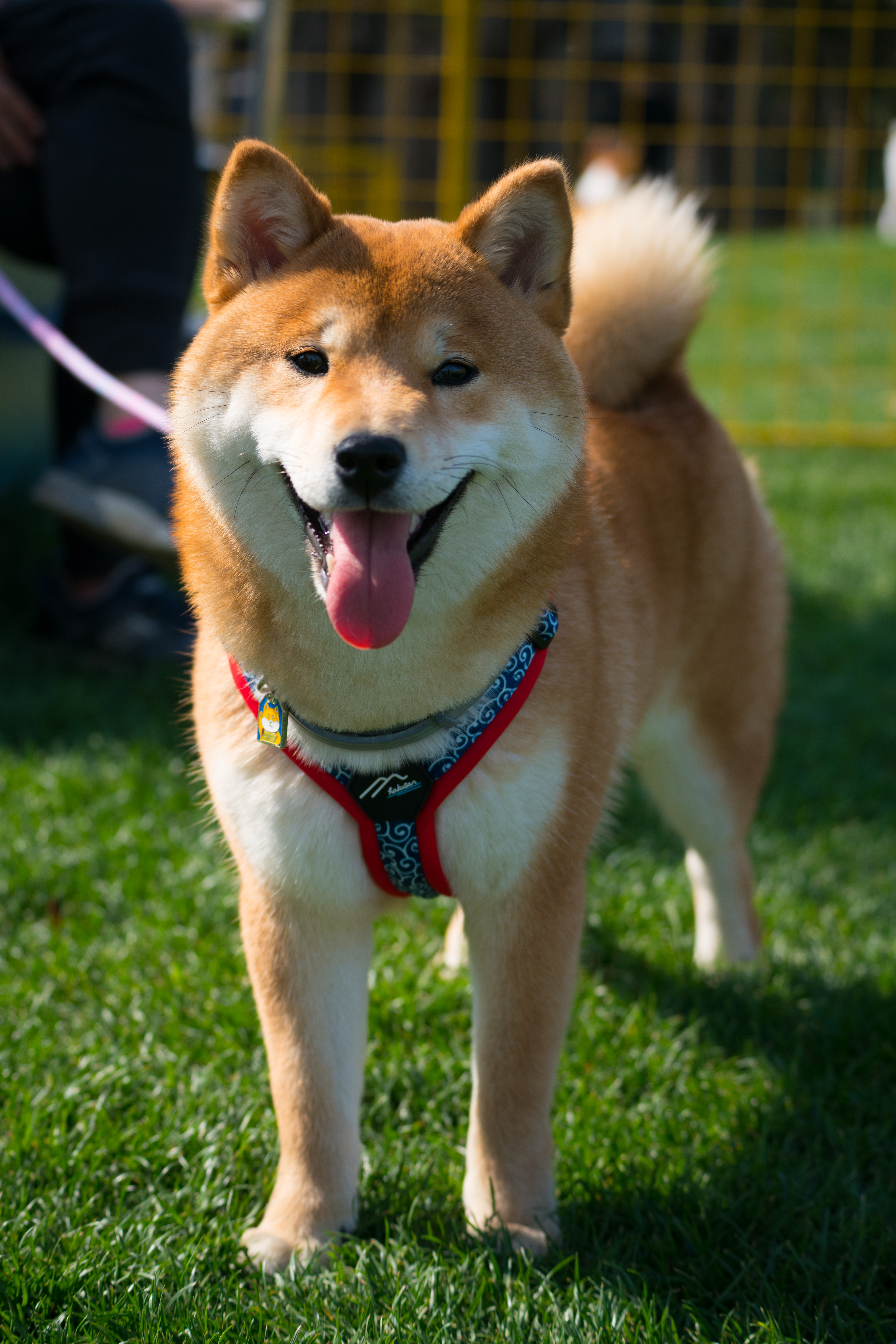 2024-03-30, 狗, 上海, 白, 黄, 柴犬, 对视, 微笑