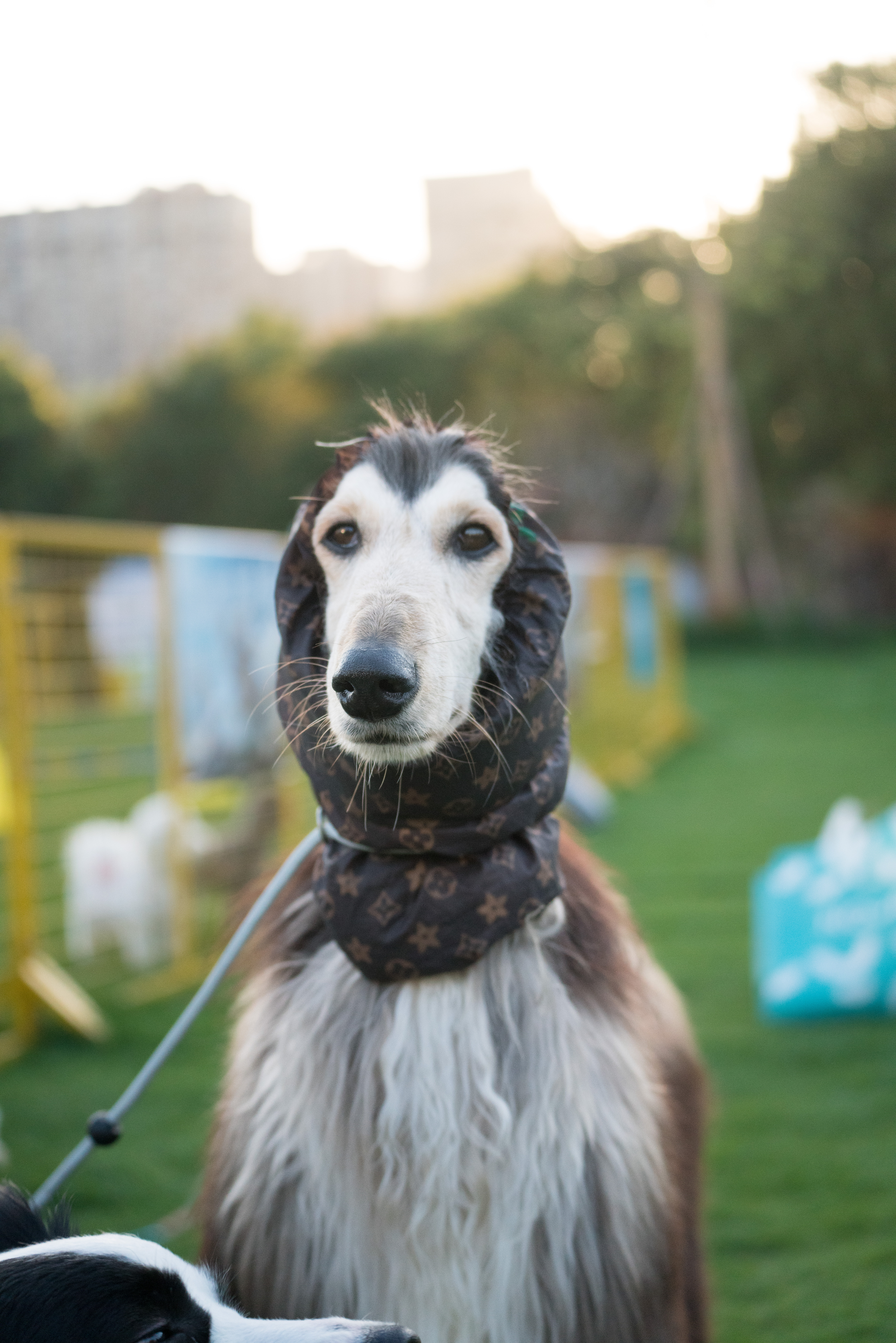 2024-03-30, 阿富汗犬, 努比, 狗, 上海, 棕黑, 长毛犬