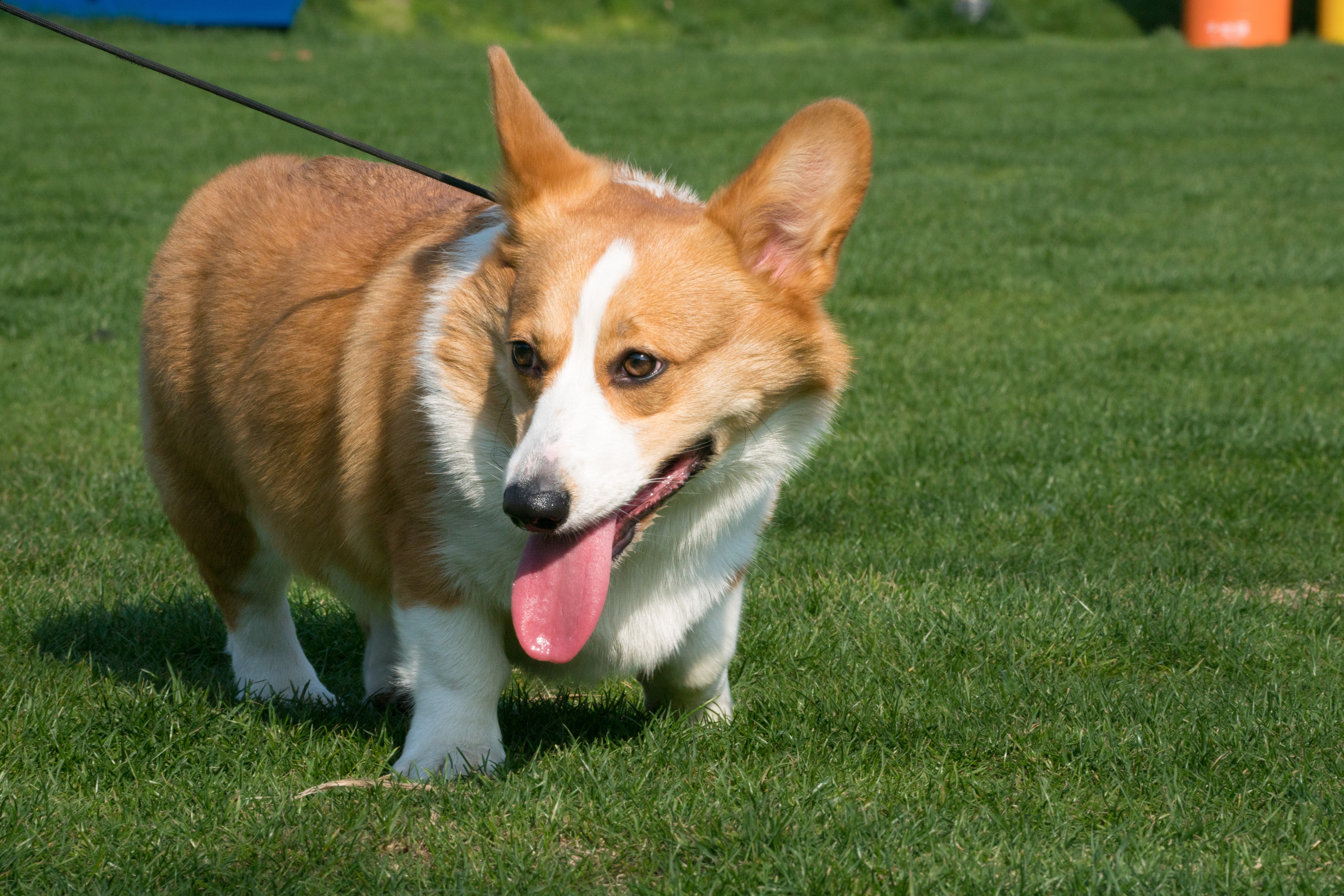 2024-03-30, 狗, 上海, 黄, 柯基