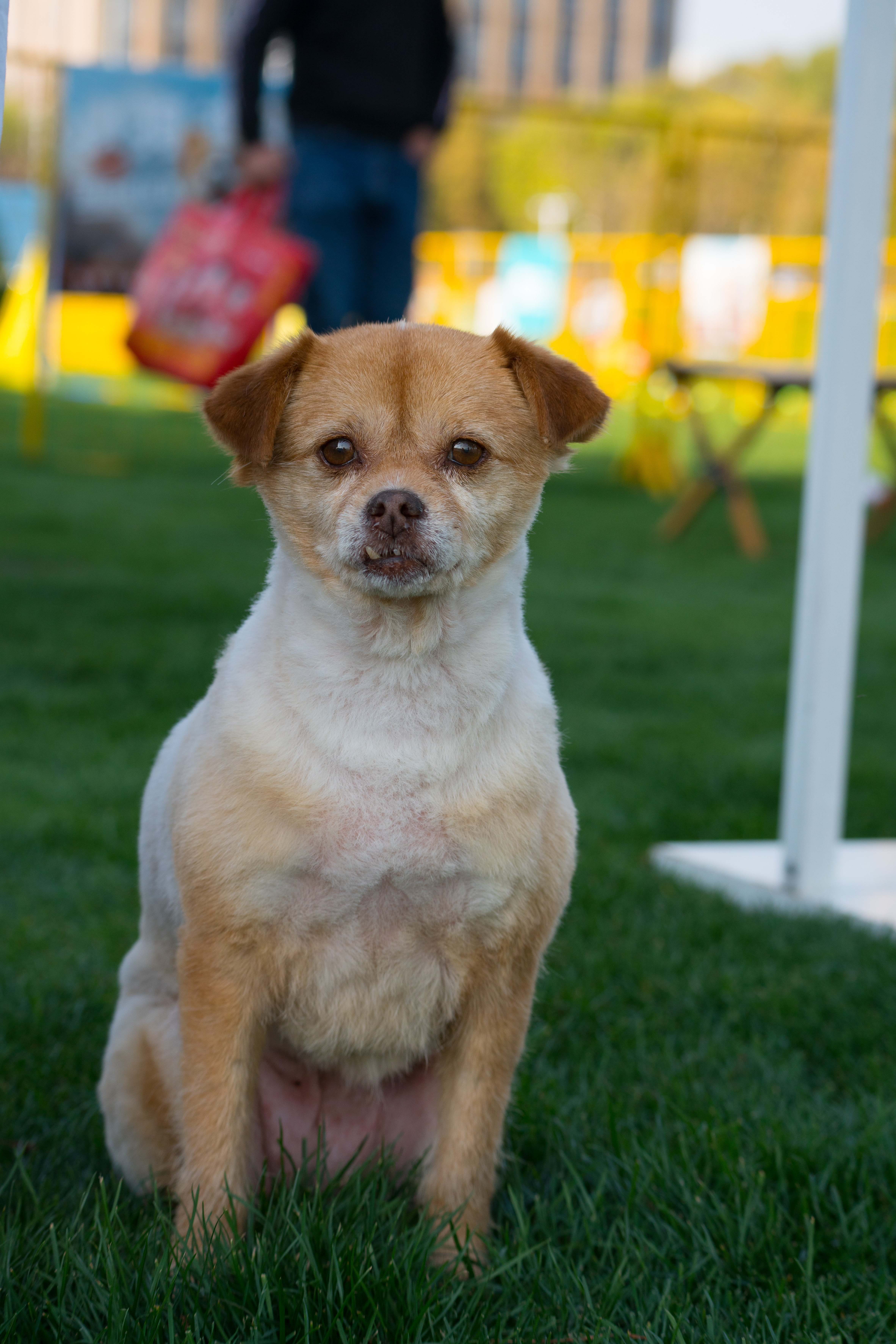 2024-03-30, 狗, 上海, 白, 黄, 对视