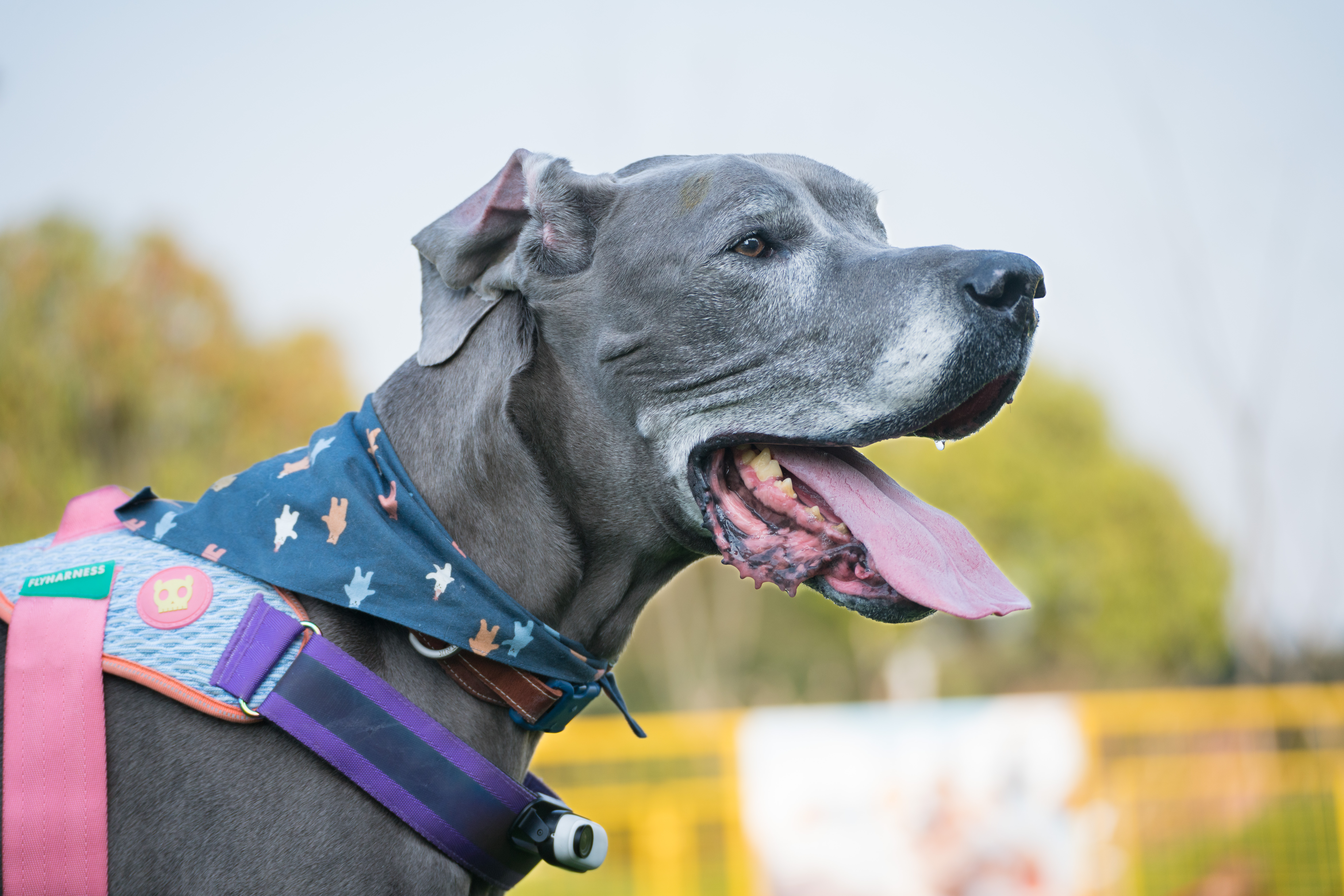 2024-03-30, 狗, 上海, 黑, 威马