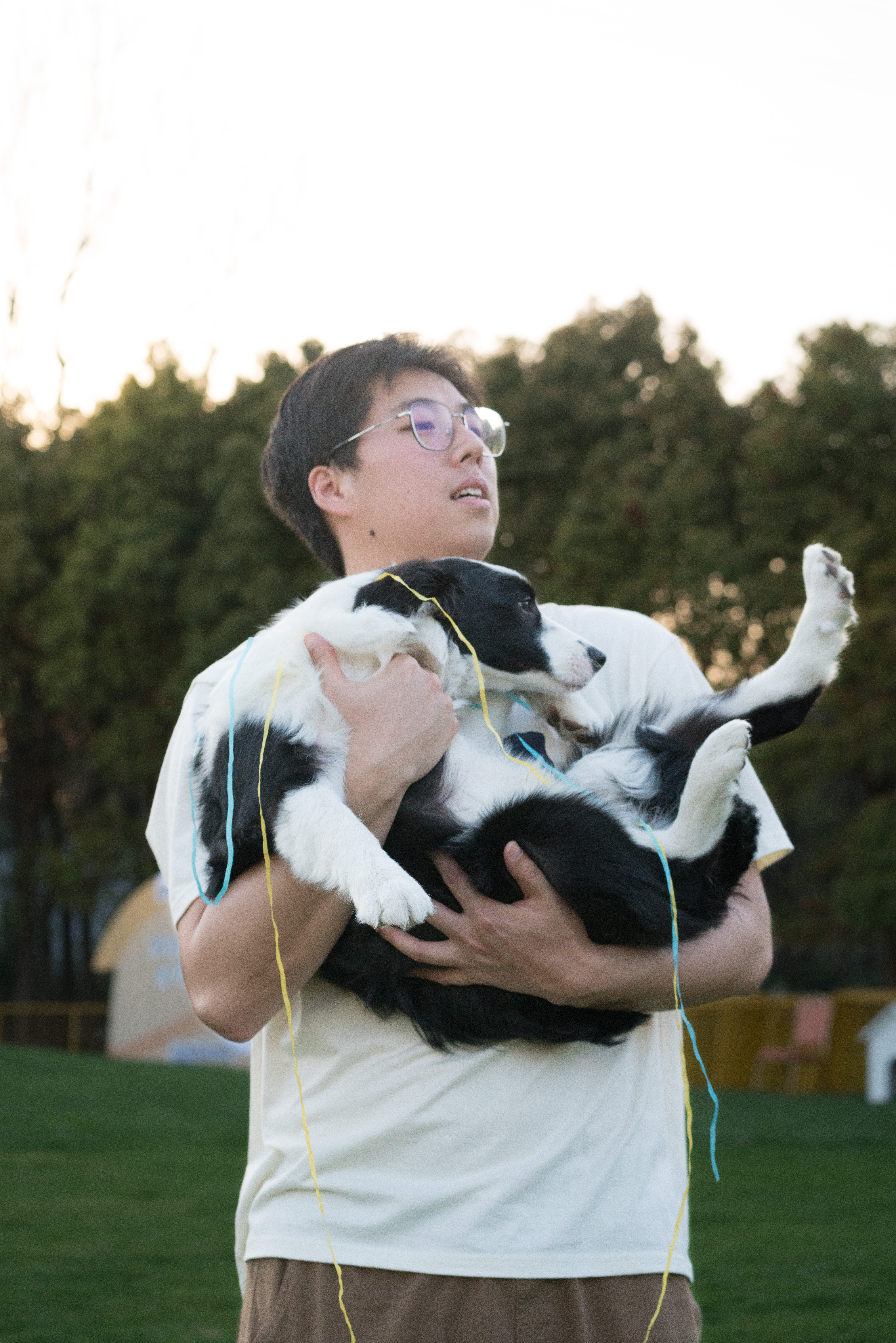 2024-03-30, 狗, 上海, 白, 黑, 边牧, 奎恩, 互动