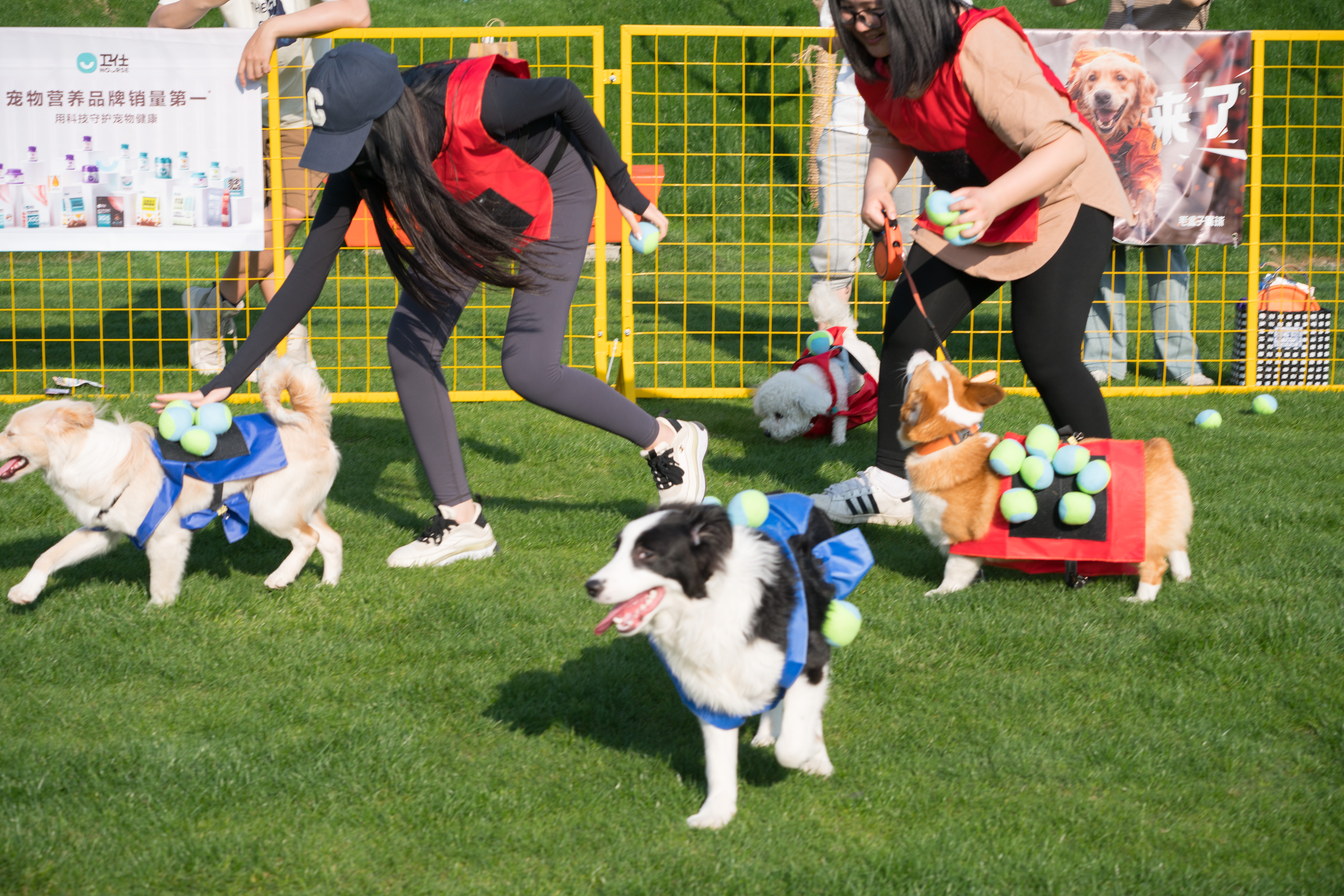 2024-03-30, 狗, 上海, 白, 黑, 黄, 边牧, 互动