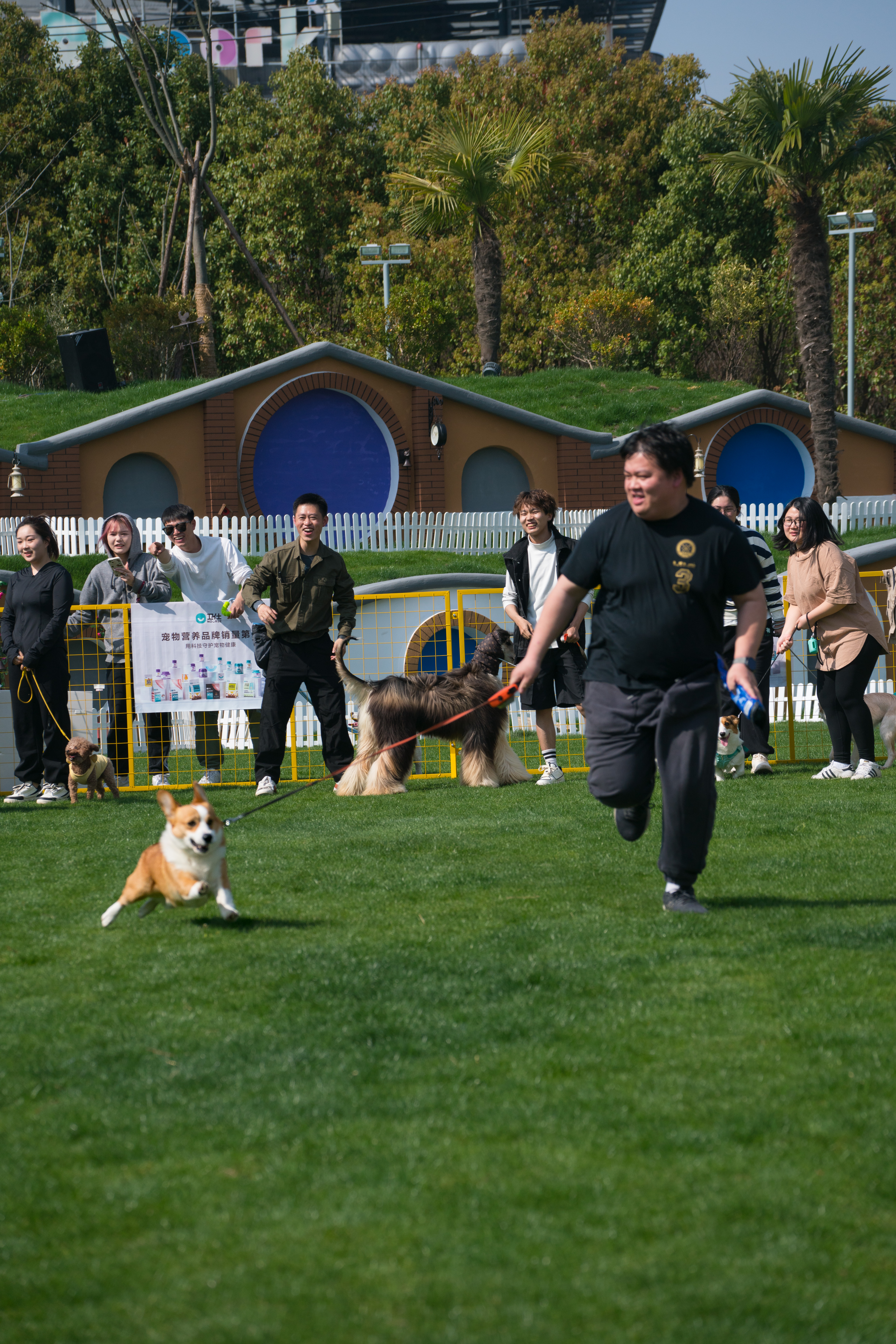2024-03-30, 狗, 上海, 白, 黄, 柯基, 贴地飞行, 互动