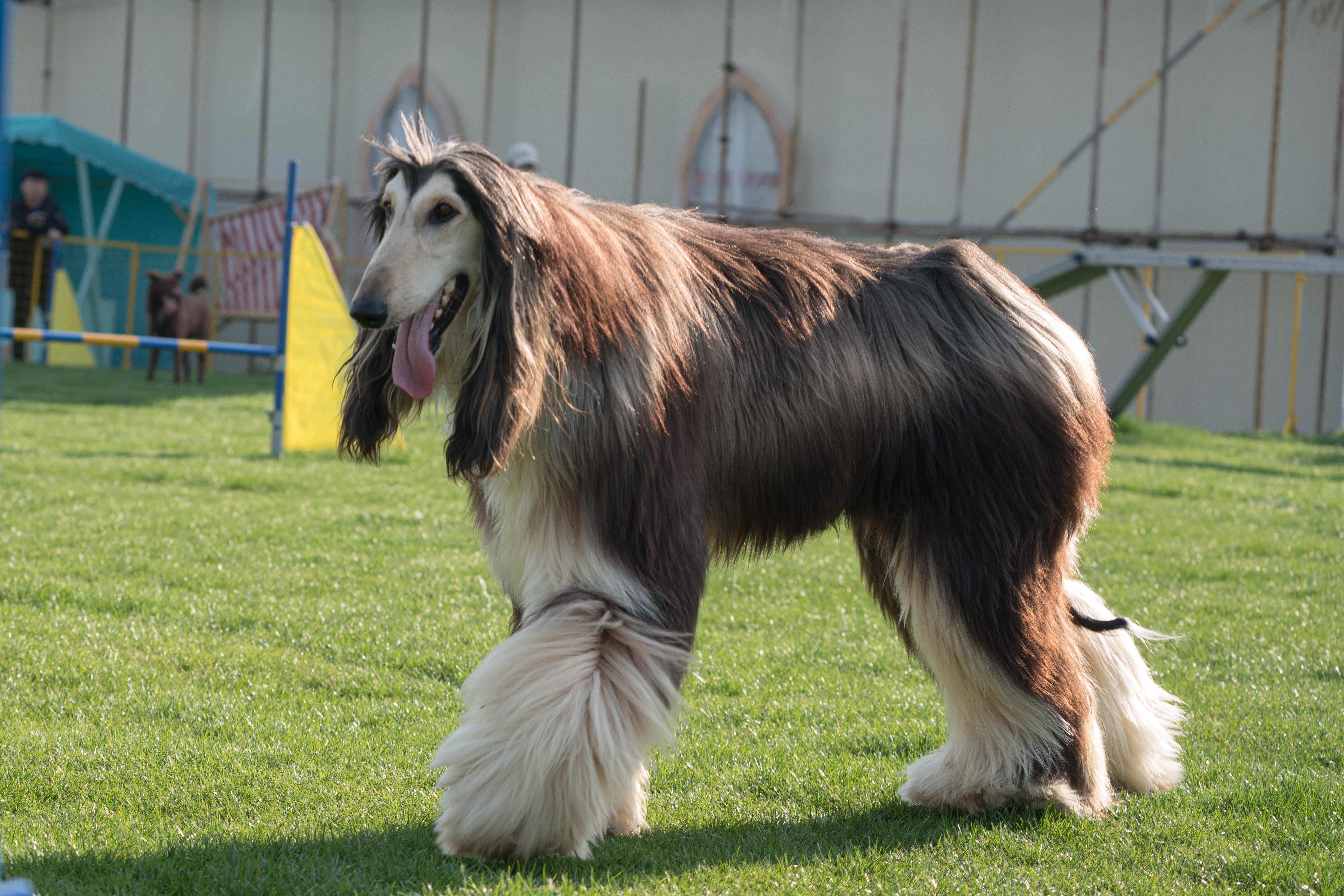 2024-03-30, 阿富汗犬, 努比, 狗, 上海, 棕黑, 长毛犬