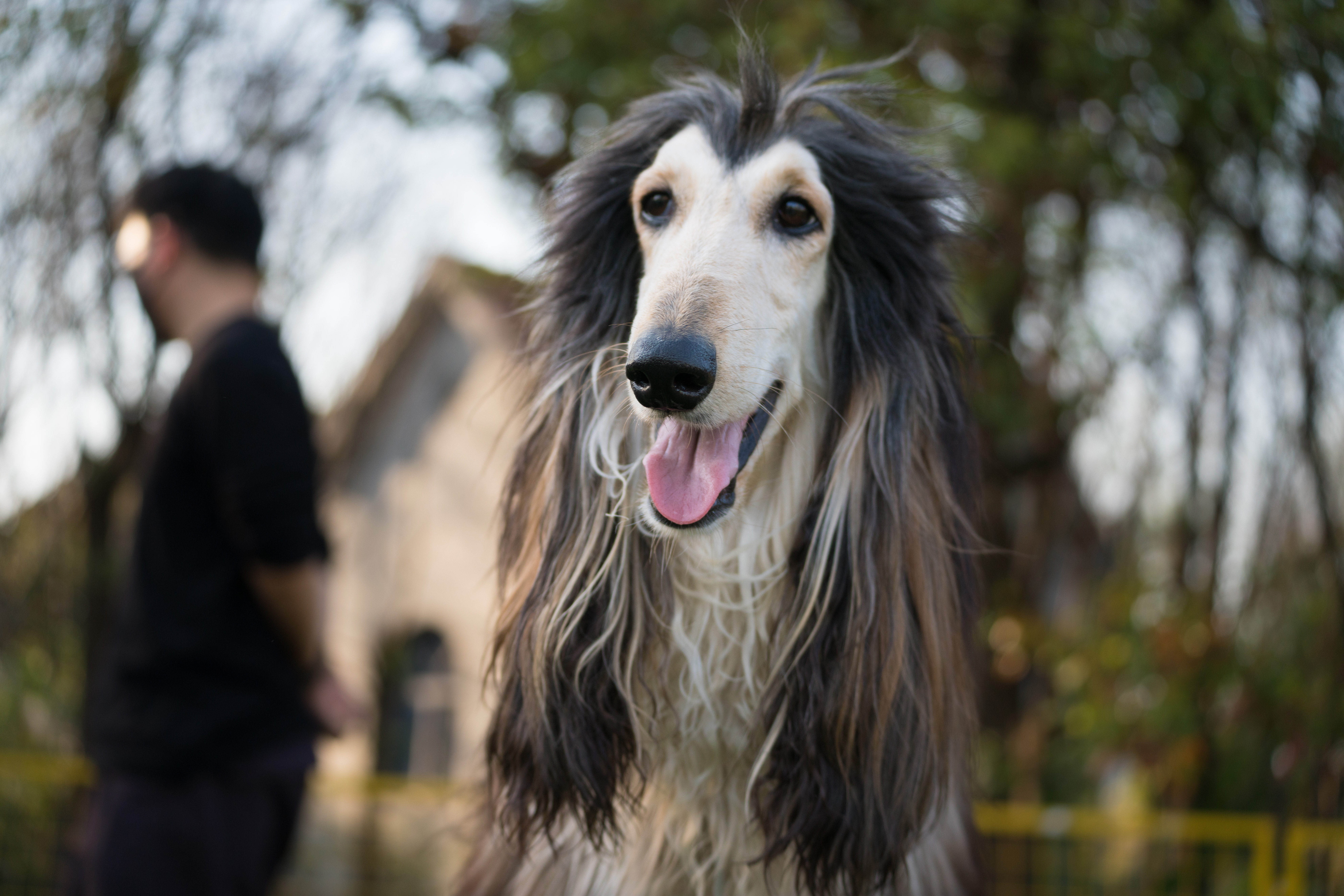 2024-03-30, 阿富汗犬, 努比, 狗, 上海, 棕黑, 长毛犬