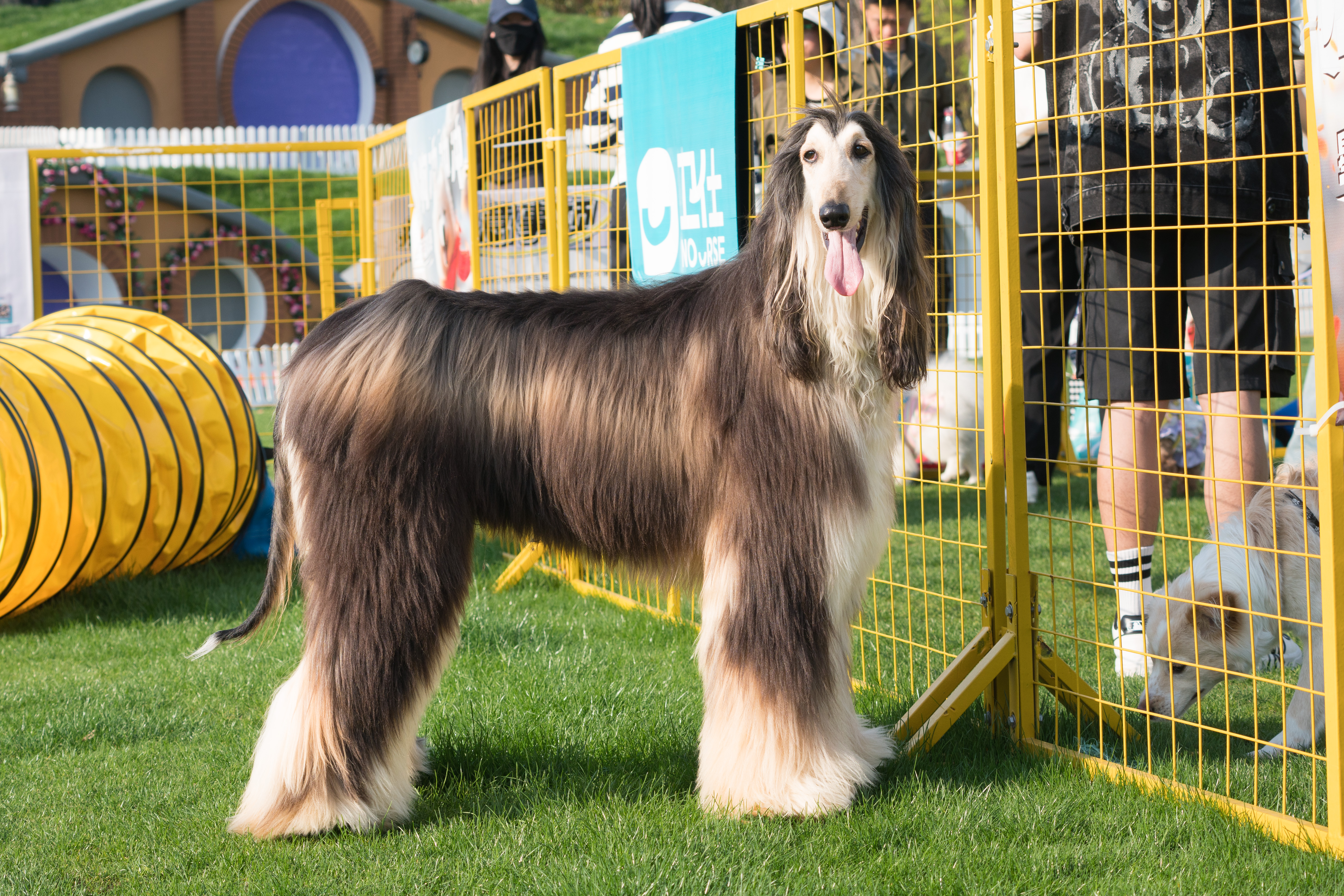 2024-03-30, 阿富汗犬, 努比, 狗, 上海, 棕黑, 长毛犬
