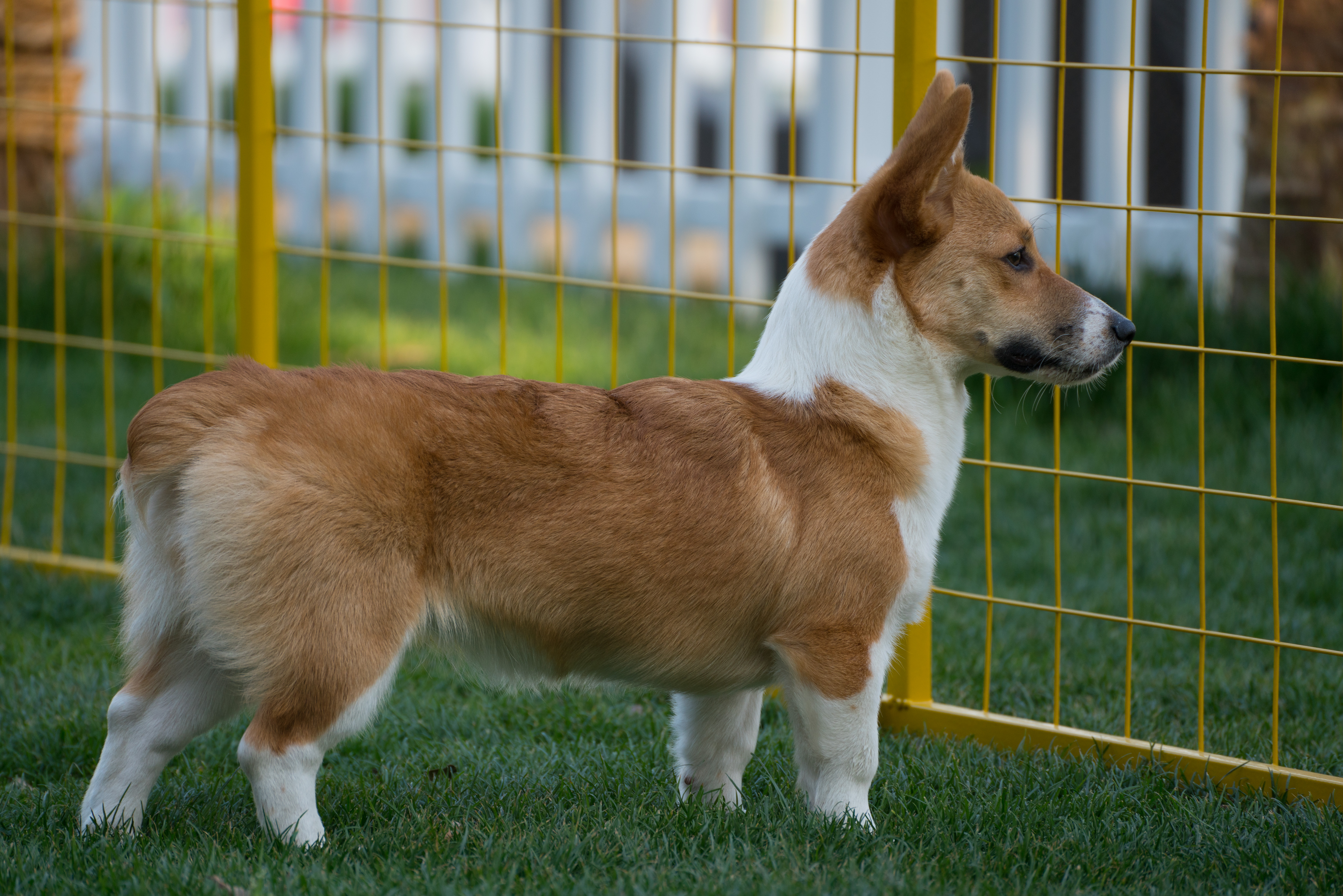 2024-03-30, 狗, 上海, 白, 黄, 柯基, 凝视