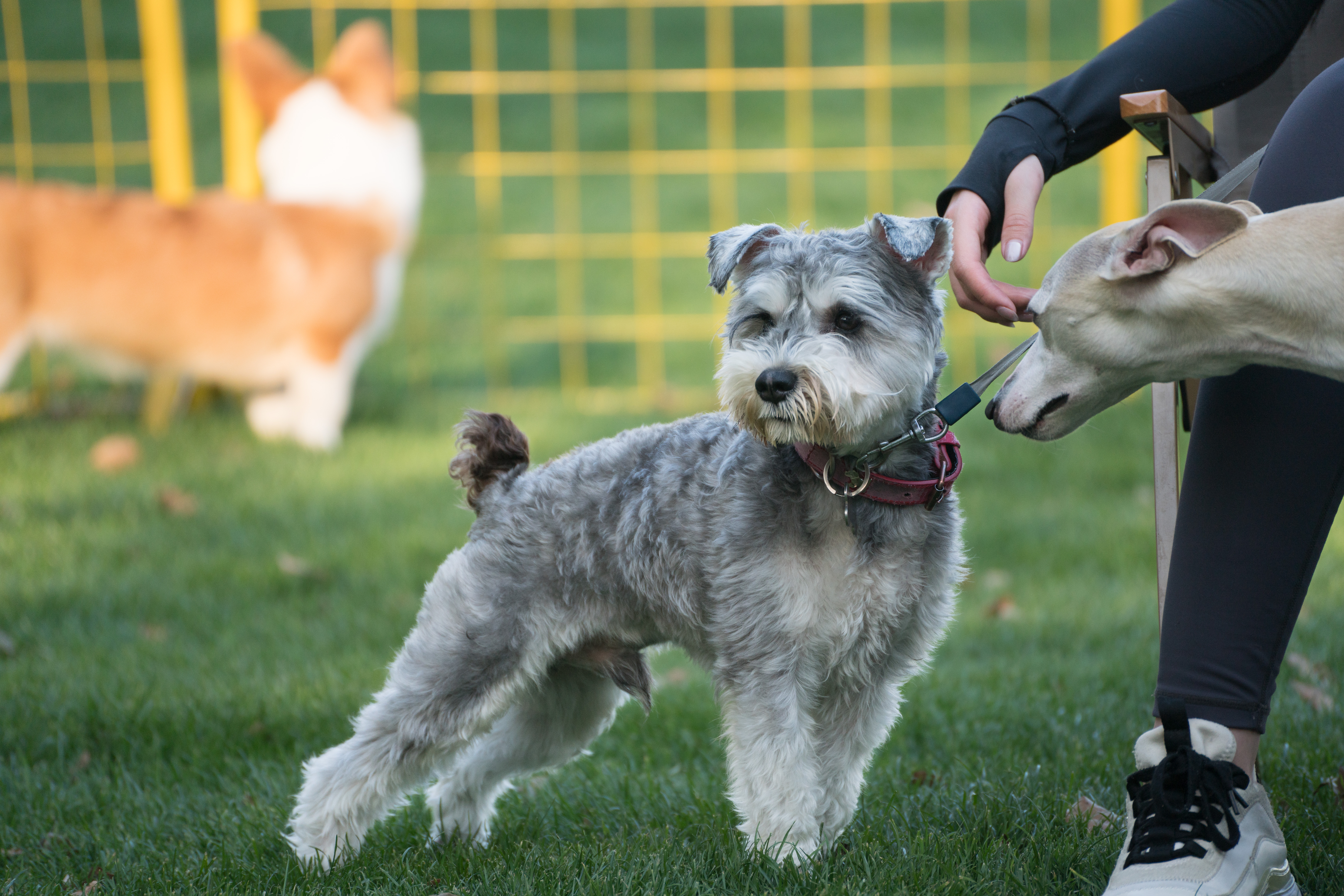 2024-03-30, 狗, 上海, 灰