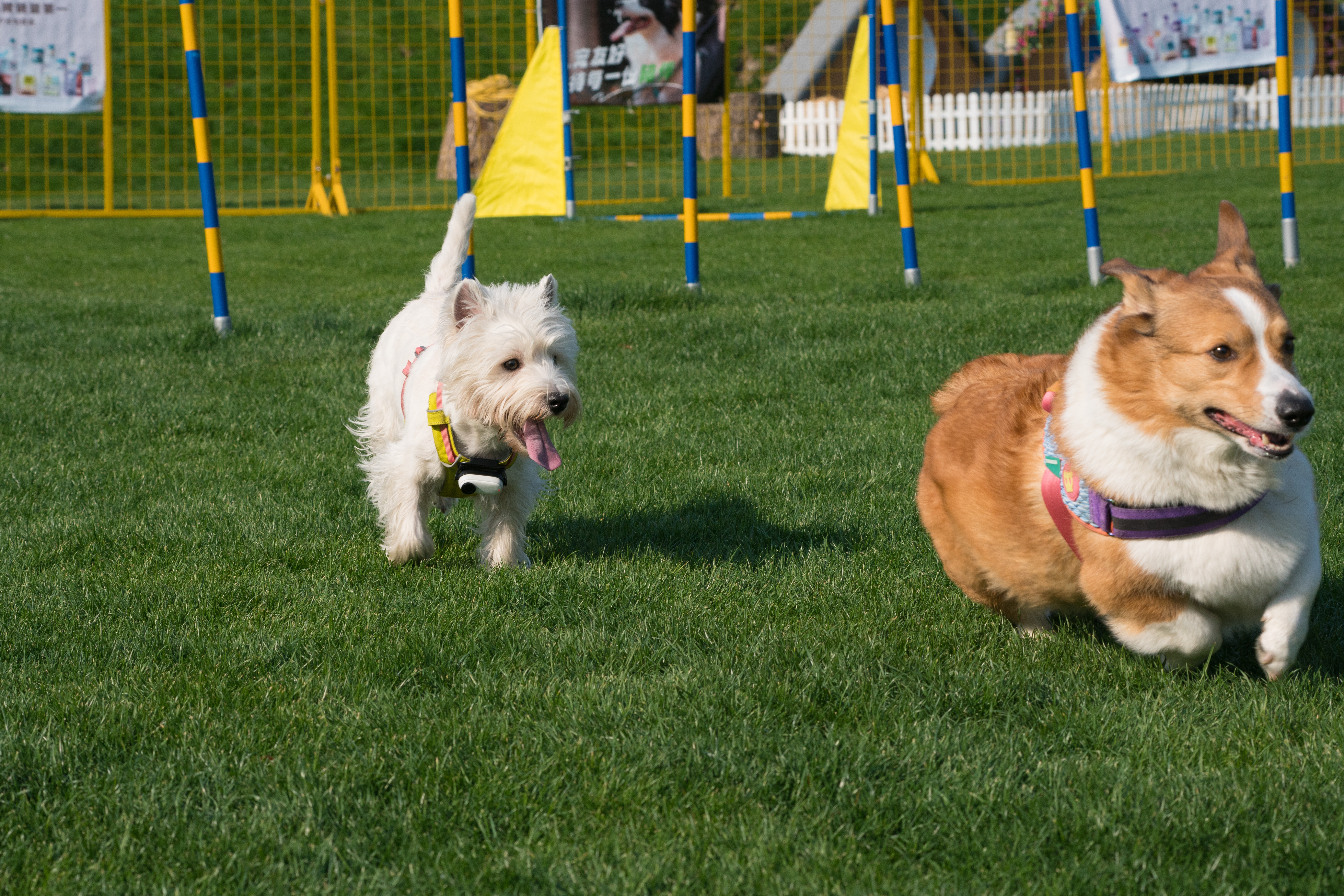 2024-03-30, 狗, 上海, 白, 黄, 柯基, 西高地, 茅台