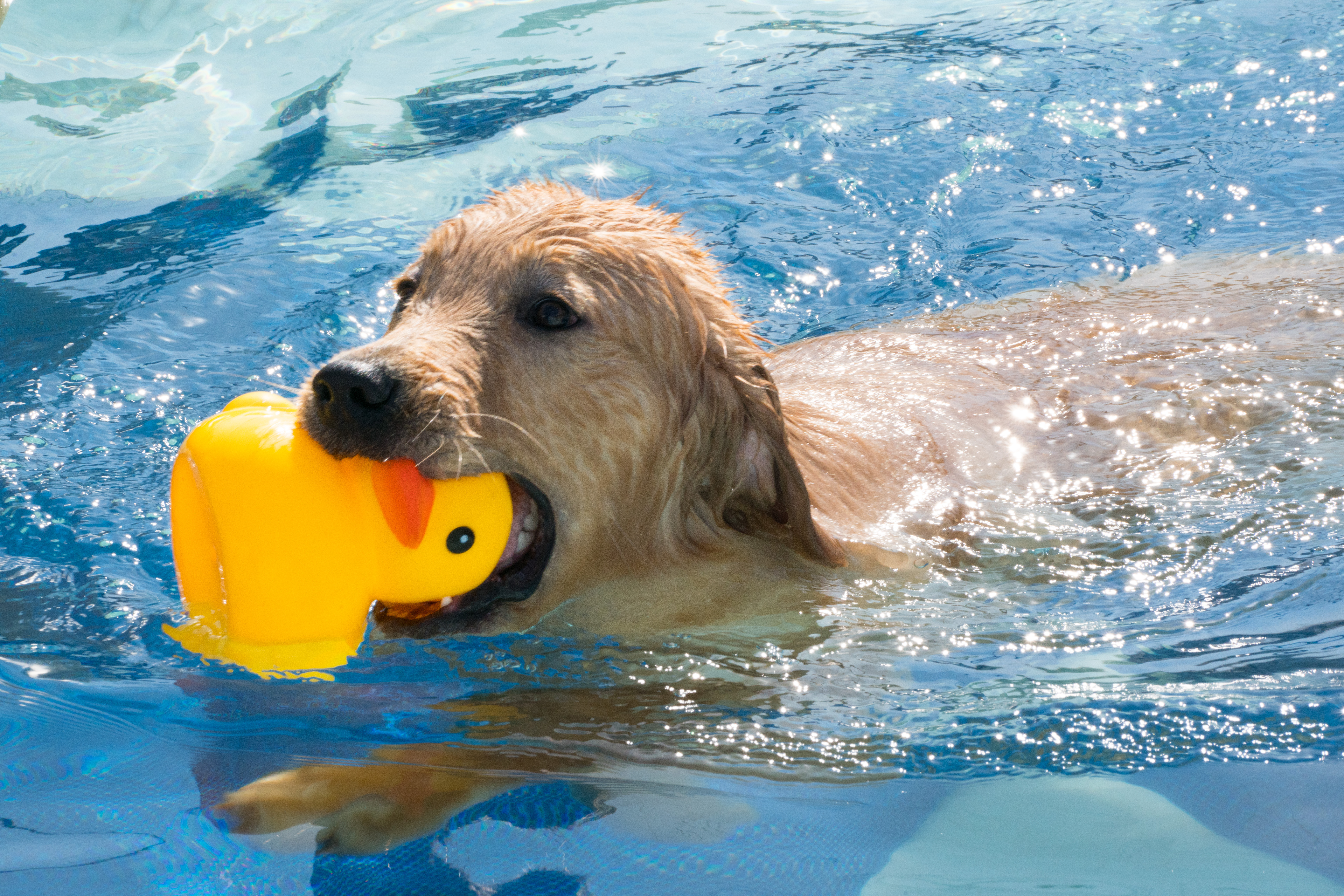 2024-03-30, 狗, 上海, 黄, 金毛, 泳池, 游泳