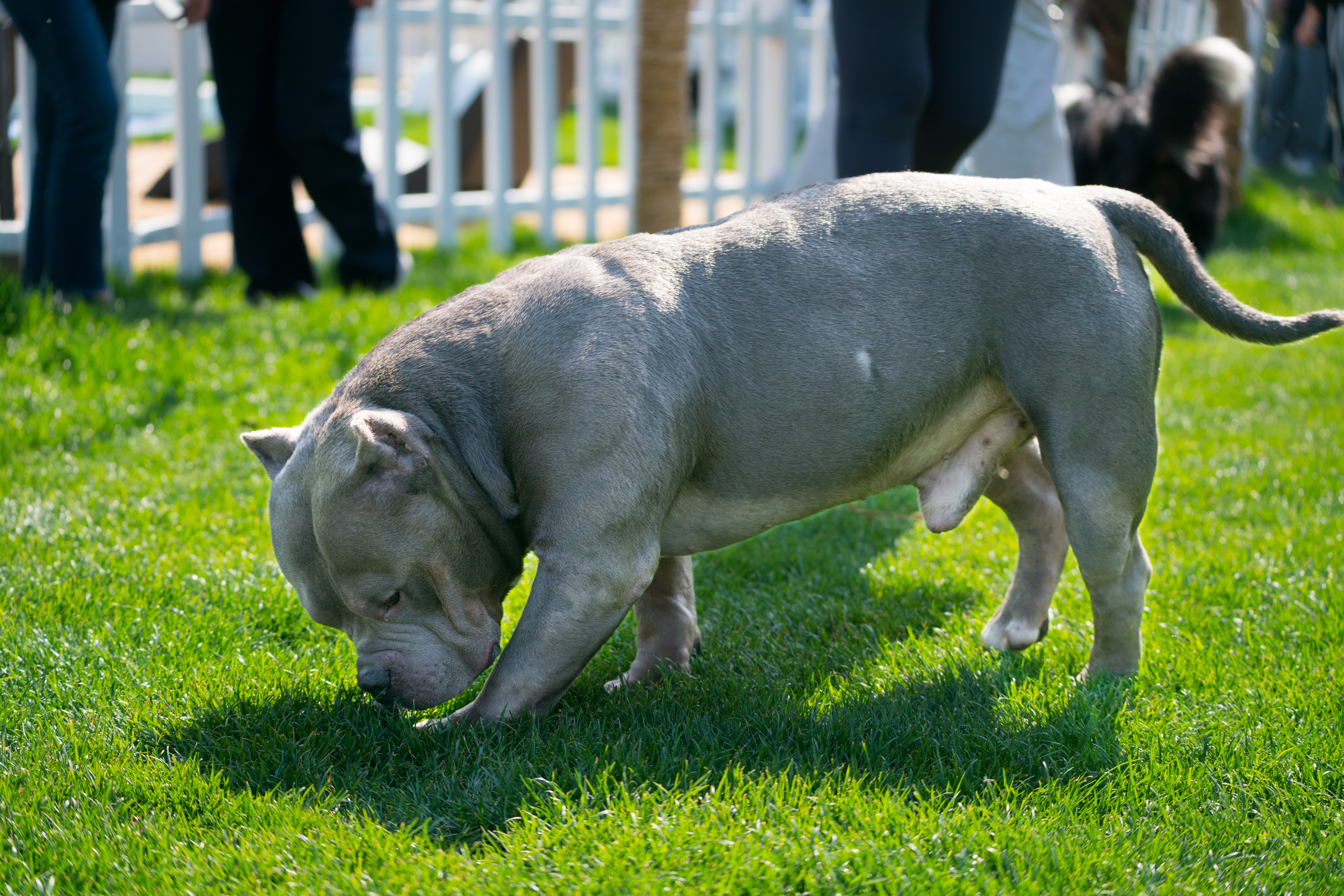 2024-03-30, 狗, 上海, 黑, 恶霸