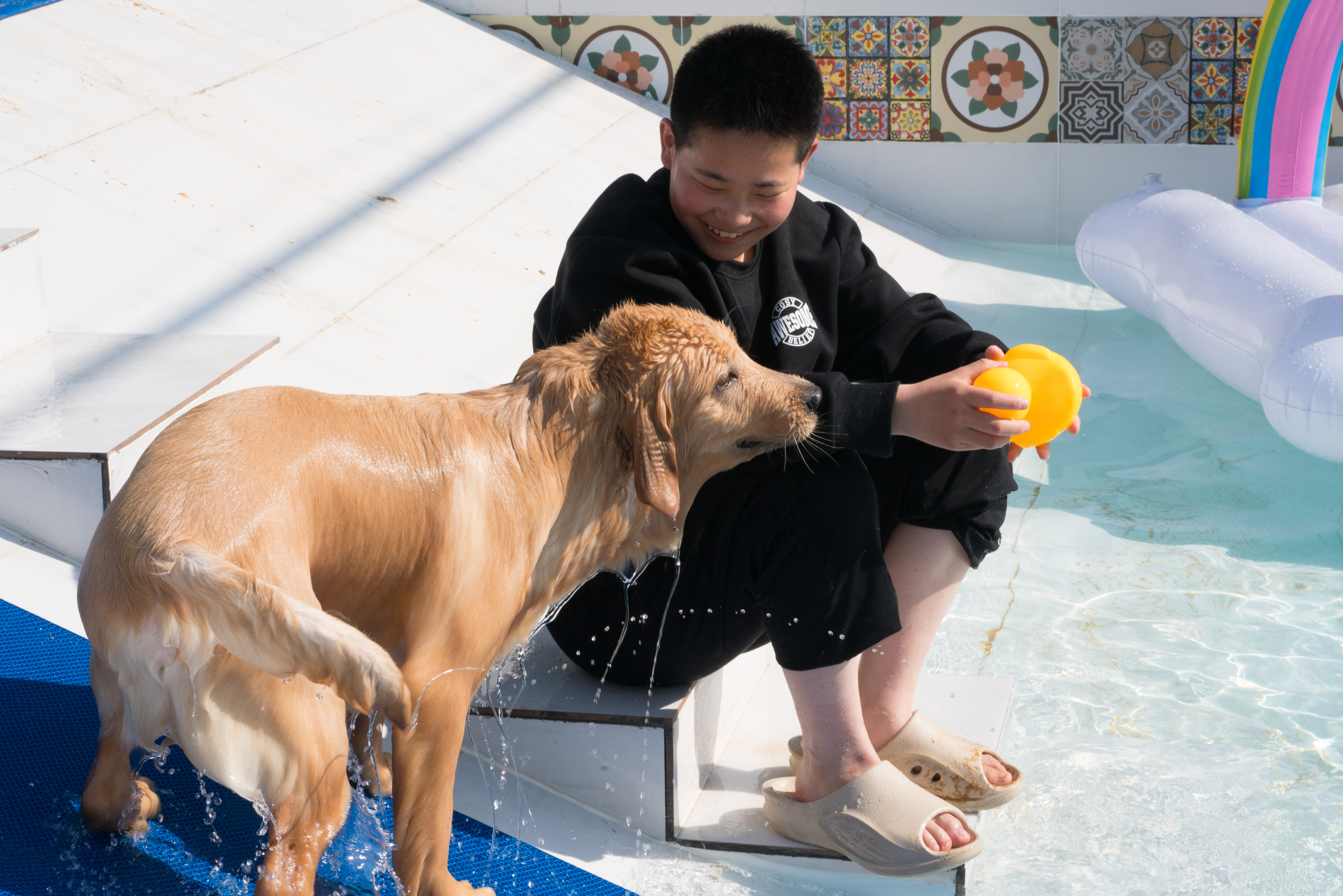 2024-03-30, 狗, 上海, 黄, 金毛, 泳池, 互动