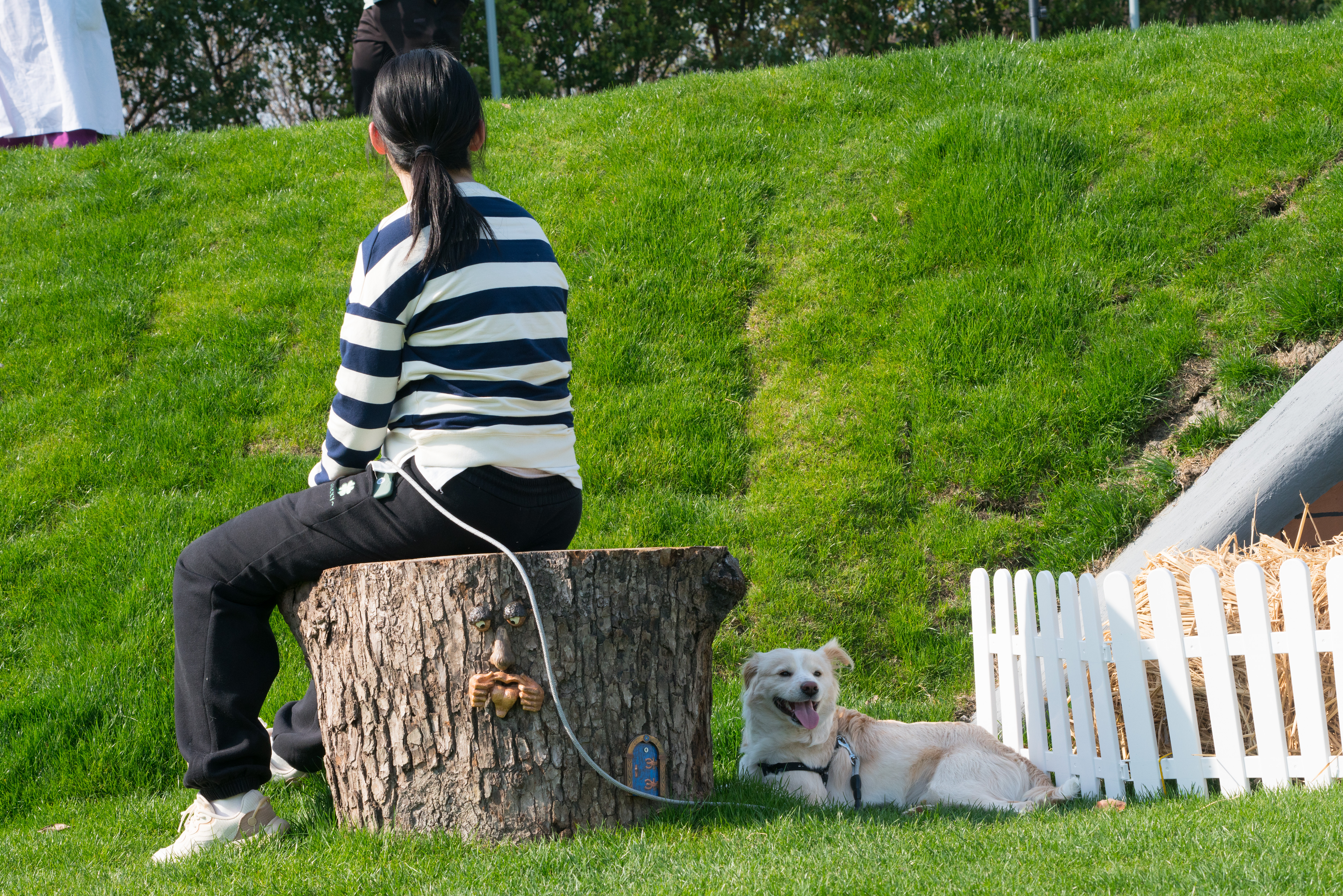 2024-03-30, 狗, 上海, 白, 东张西望, 躺