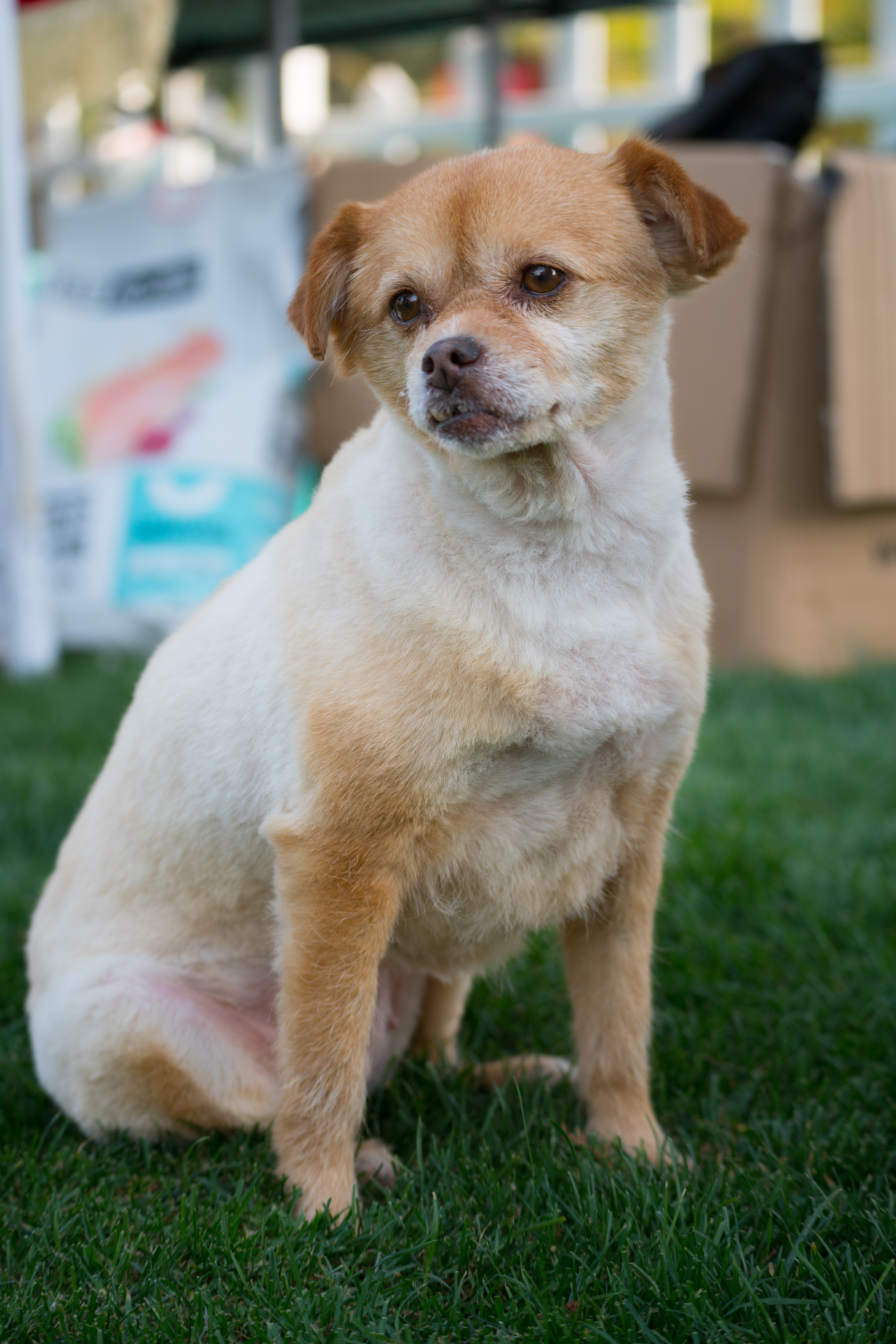 2024-03-30, 狗, 上海, 白, 黄, 凝视