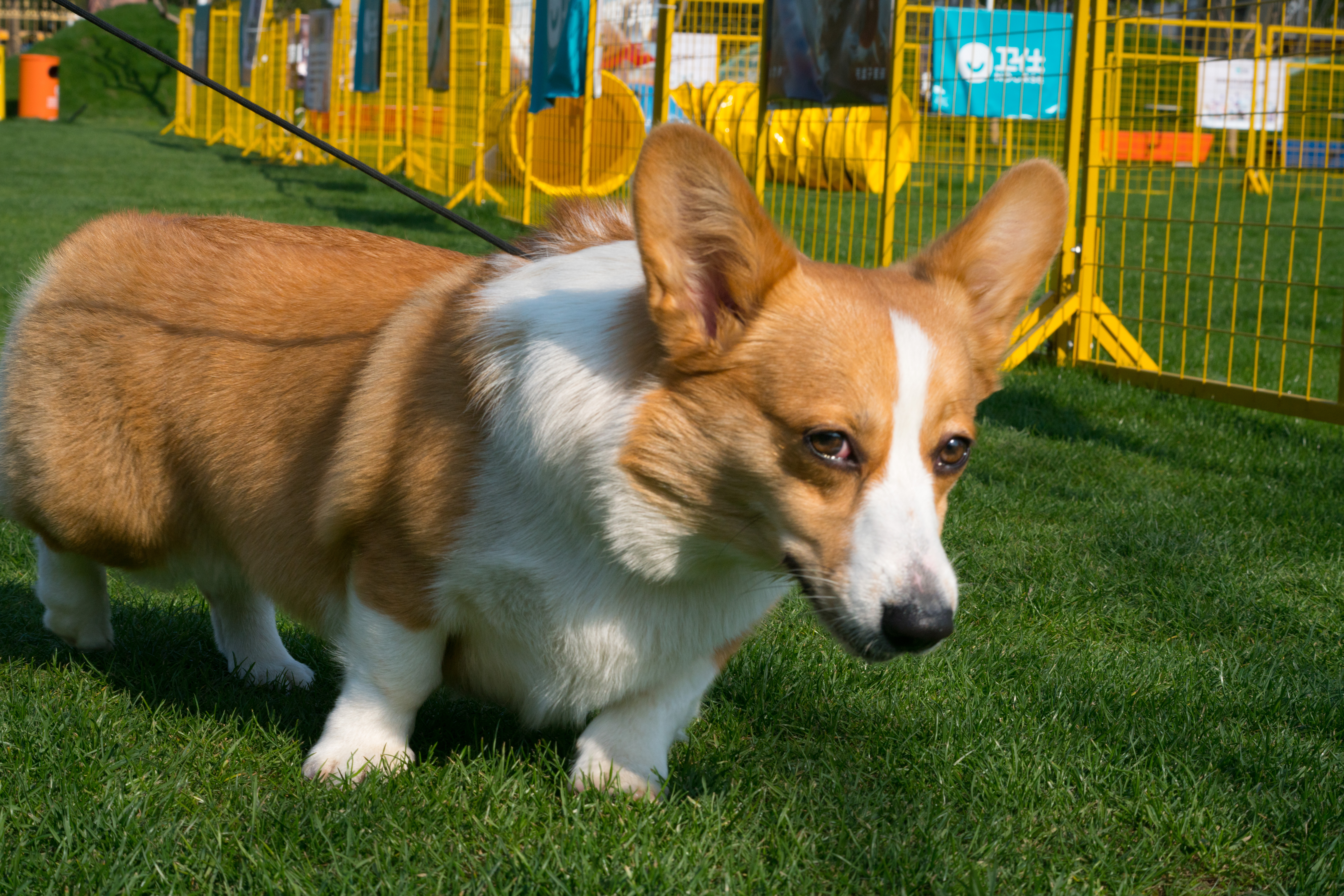 2024-03-30, 狗, 上海, 白, 黄, 柯基, 遛狗, 福宝, 凝视