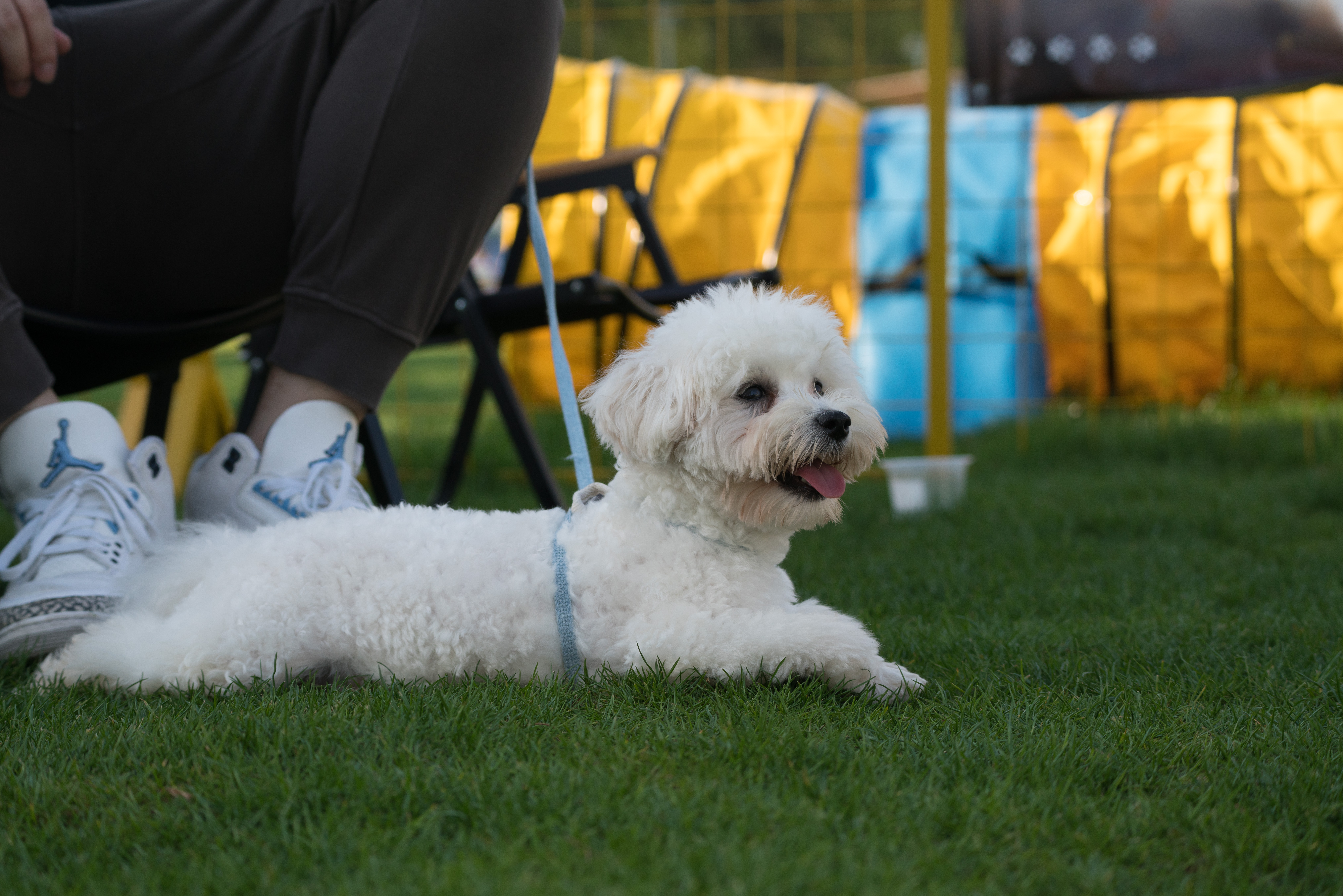 2024-03-30, 狗, 上海, 白, 泰迪, 凝视