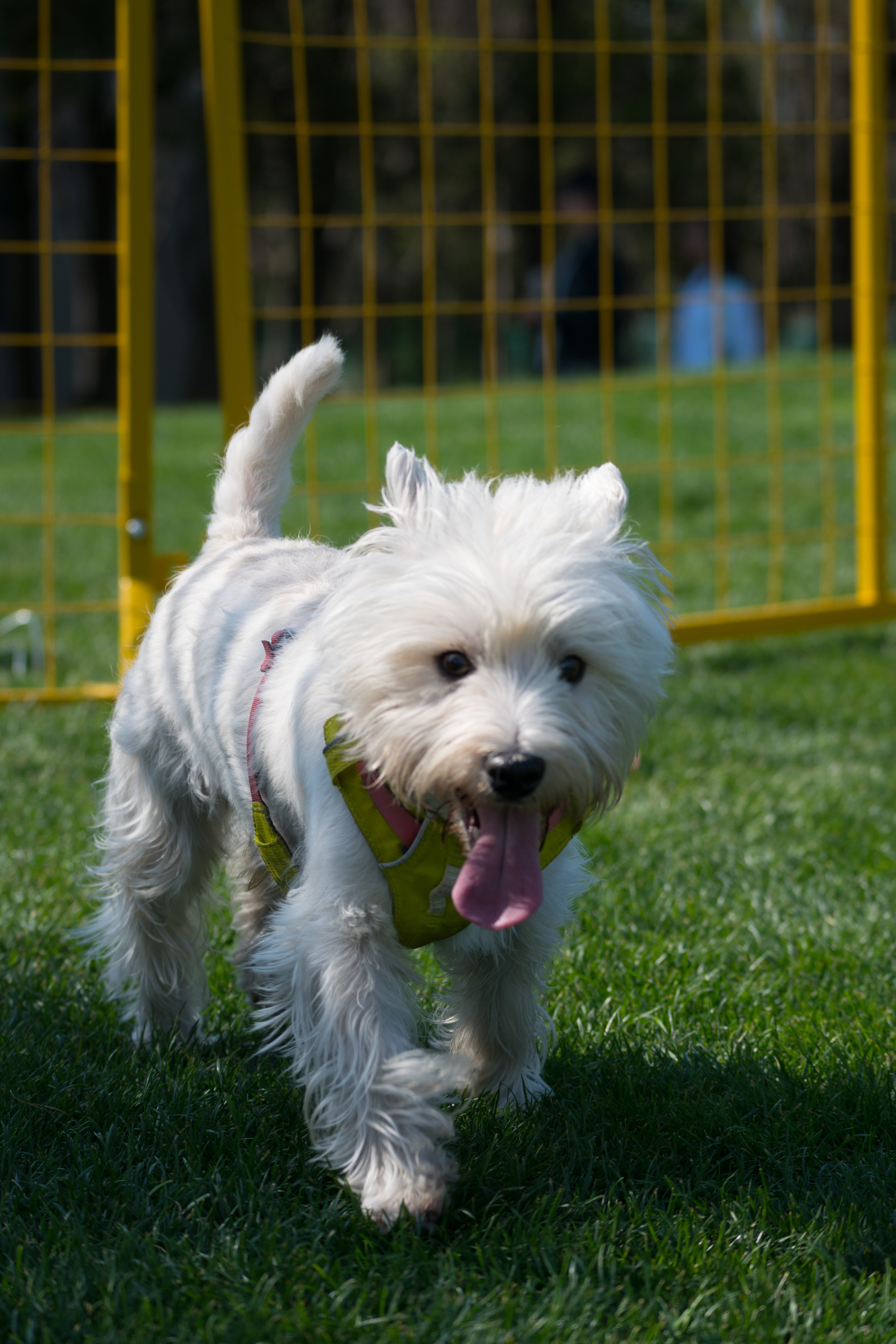 2024-03-30, 狗, 上海, 白, 西高地, 茅台