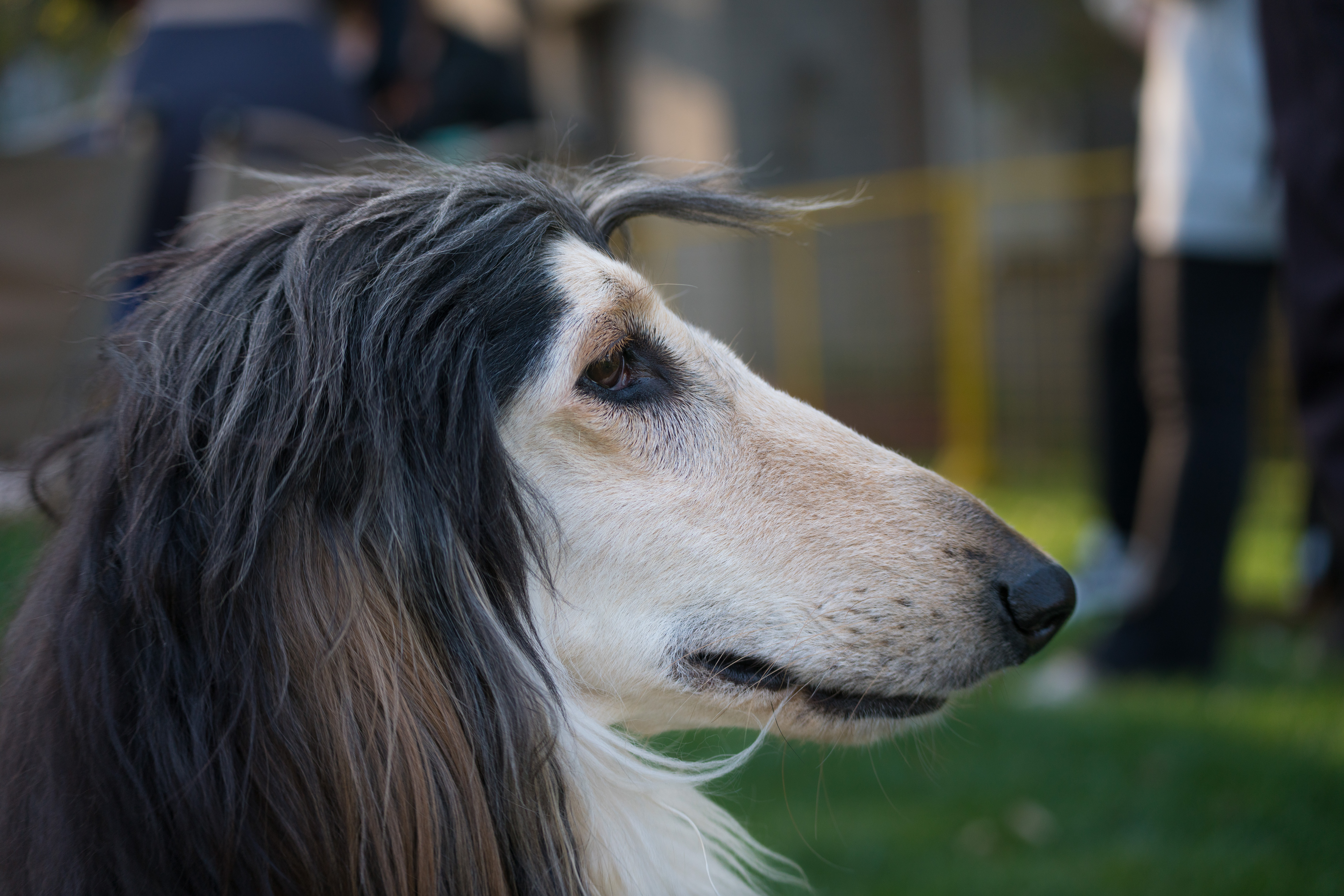 2024-03-30, 阿富汗犬, 努比, 狗, 上海, 棕黑, 长毛犬, 独角兽