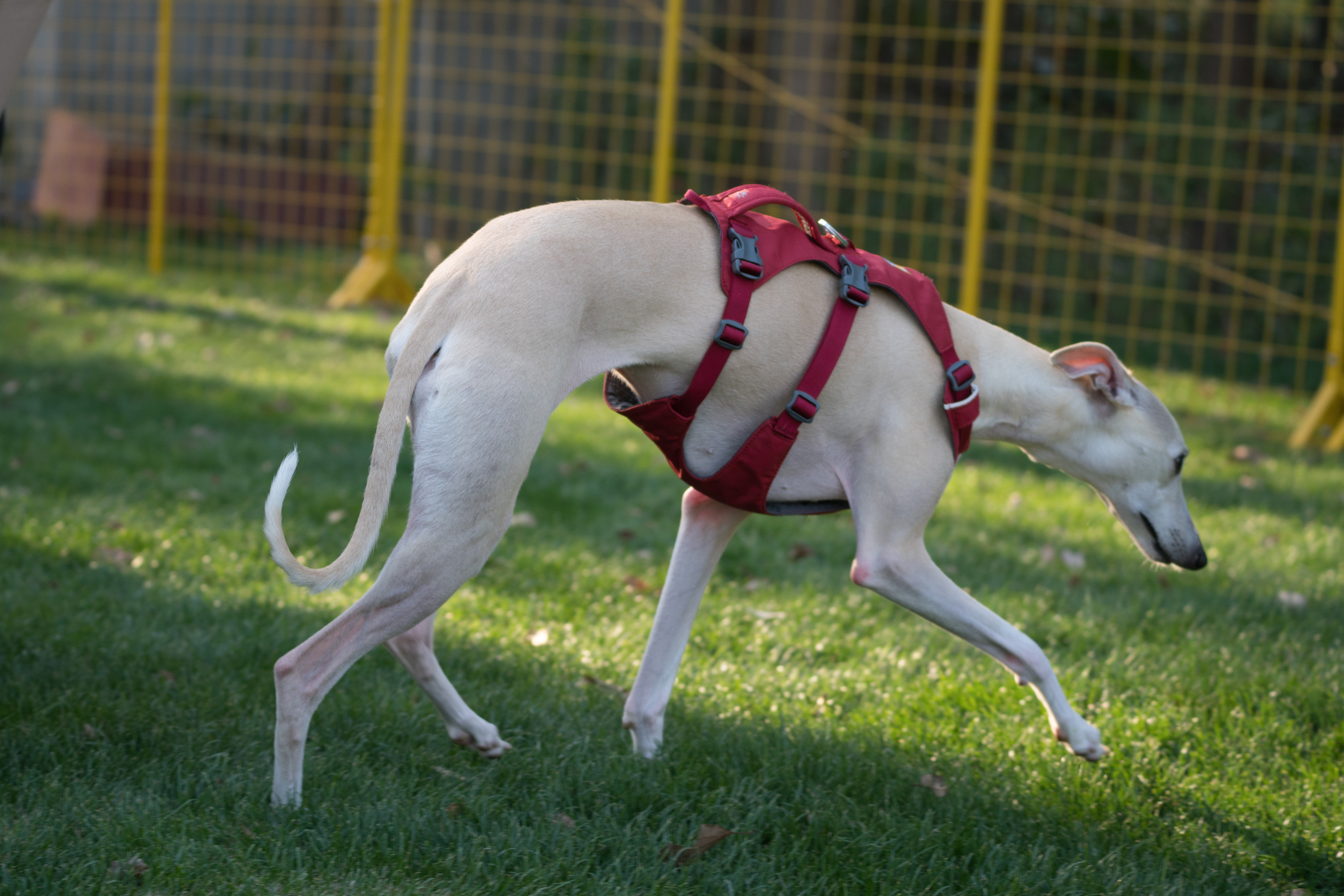 2024-03-30, 狗, 上海, 黄白, 惠比特, 凝视