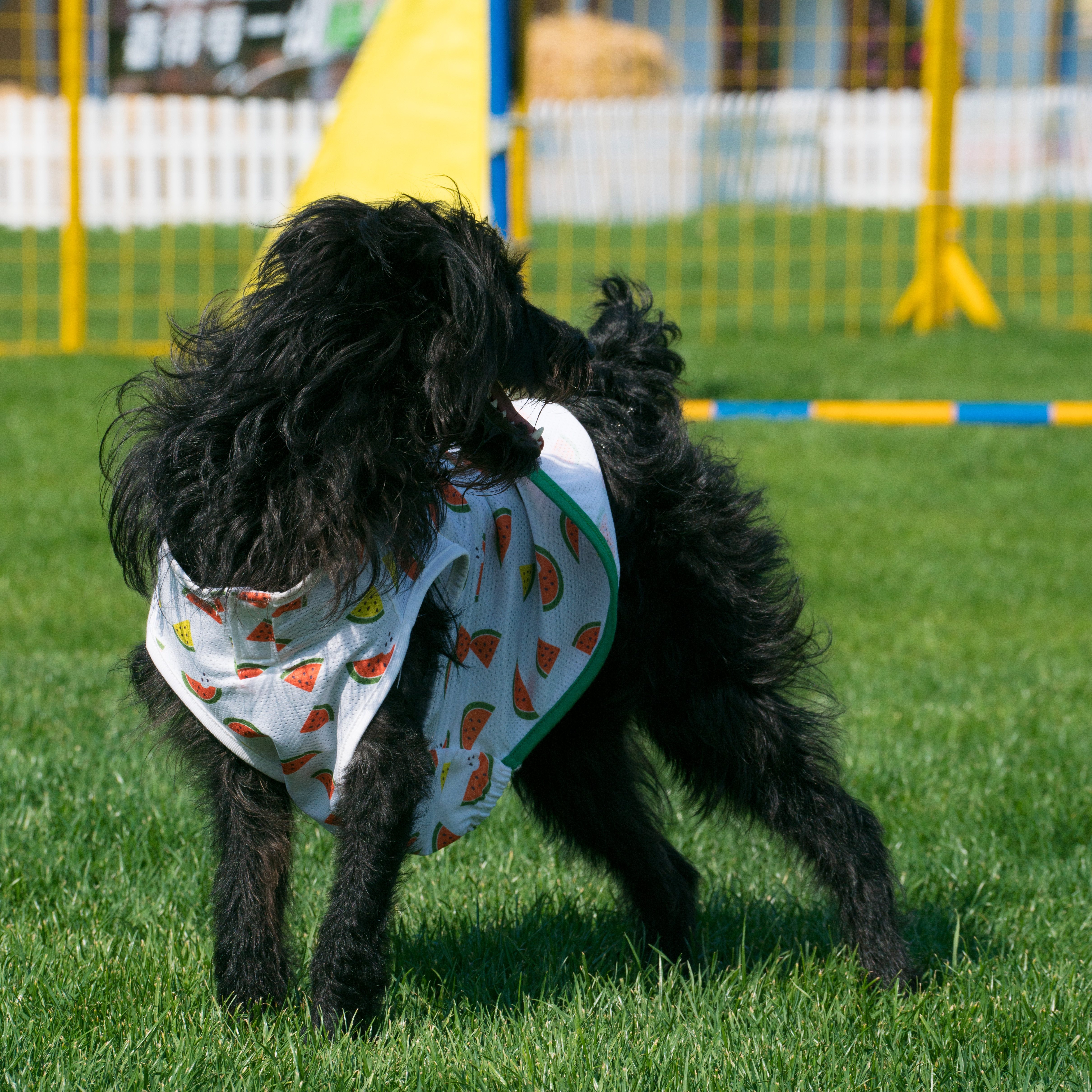 2024-03-30, 狗, 上海, 黑, 凝视