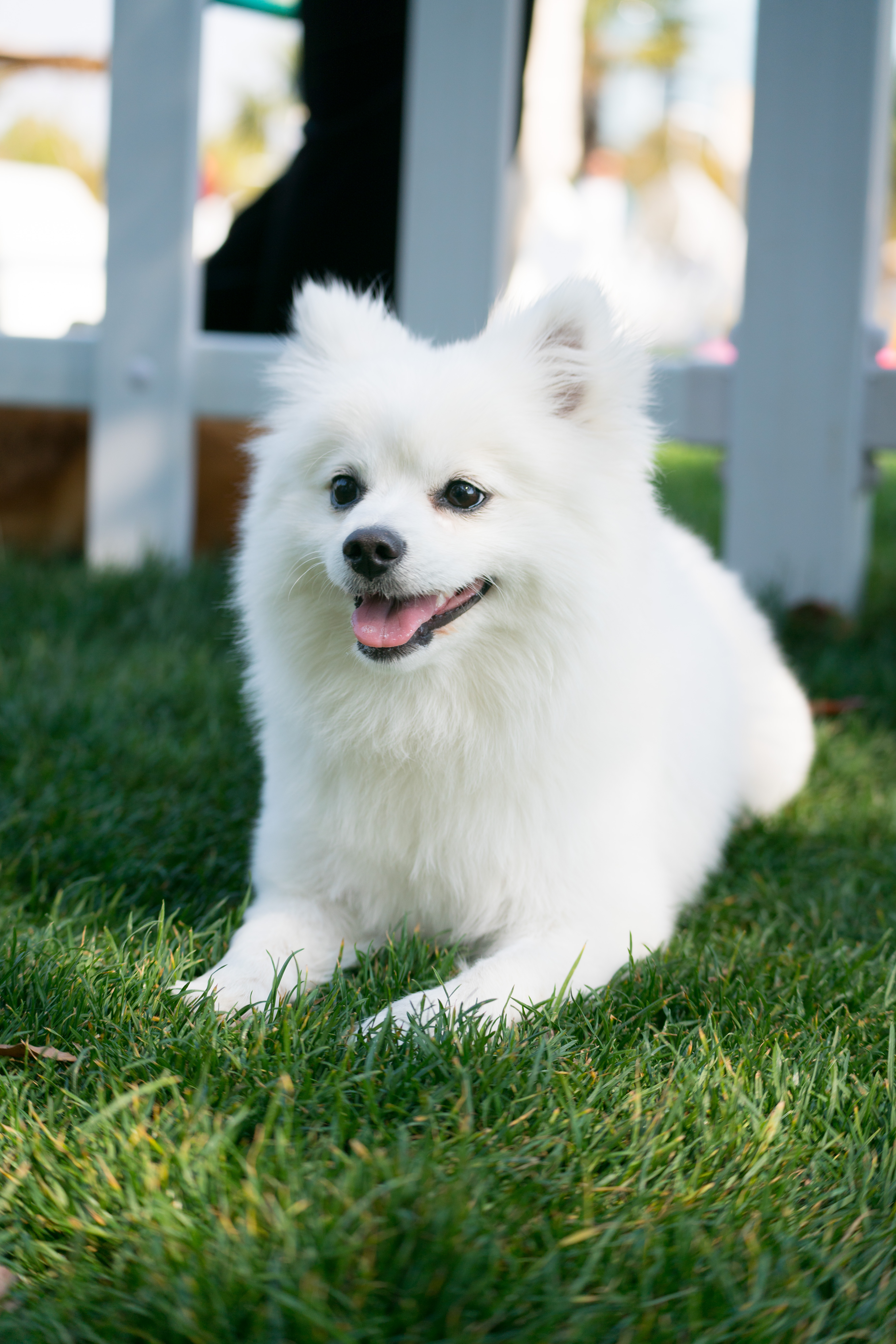 2024-03-30, 狗, 上海, 白, 博美